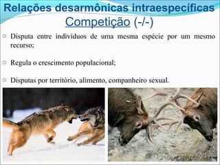 Relações desarmônicas intraespecíficas
Competição (-/-)
o Disputa entre indivíduos de uma mesma espécie por um mesmo
recurso;
o Regula o crescimento populacional;
o Disputas por território, alimento, companheiro sexual.
 
