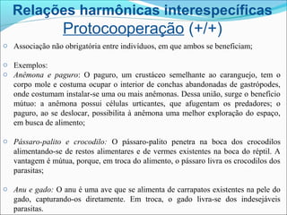 Relações harmônicas interespecíficas
Protocooperação (+/+)
o Associação não obrigatória entre indivíduos, em que ambos se beneficiam;
o Exemplos:
o Anêmona e paguro: O paguro, um crustáceo semelhante ao caranguejo, tem o
corpo mole e costuma ocupar o interior de conchas abandonadas de gastrópodes,
onde costumam instalar-se uma ou mais anêmonas. Dessa união, surge o benefício
mútuo: a anêmona possui células urticantes, que afugentam os predadores; o
paguro, ao se deslocar, possibilita à anêmona uma melhor exploração do espaço,
em busca de alimento;
o Pássaro-palito e crocodilo: O pássaro-palito penetra na boca dos crocodilos
alimentando-se de restos alimentares e de vermes existentes na boca do réptil. A
vantagem é mútua, porque, em troca do alimento, o pássaro livra os crocodilos dos
parasitas;
o Anu e gado: O anu é uma ave que se alimenta de carrapatos existentes na pele do
gado, capturando-os diretamente. Em troca, o gado livra-se dos indesejáveis
parasitas.
 