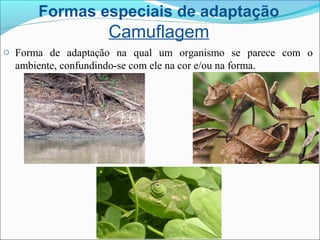 Formas especiais de adaptação
Camuflagem
o Forma de adaptação na qual um organismo se parece com o
ambiente, confundindo-se com ele na cor e/ou na forma.
 