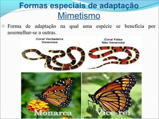 Formas especiais de adaptação
Mimetismo
o Forma de adaptação na qual uma espécie se beneficia por
assemelhar-se a outras.
 