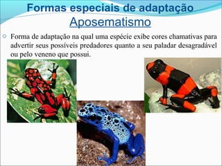 Formas especiais de adaptação
Aposematismo
o Forma de adaptação na qual uma espécie exibe cores chamativas para
advertir seus possíveis predadores quanto a seu paladar desagradável
ou pelo veneno que possui.
 