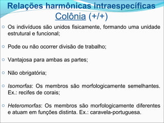Relações harmônicas intraespecíficas
Colônia (+/+)
o Os indivíduos são unidos fisicamente, formando uma unidade
estrutural e funcional;
o Pode ou não ocorrer divisão de trabalho;
o Vantajosa para ambas as partes;
o Não obrigatória;
o Isomorfas: Os membros são morfologicamente semelhantes.
Ex.: recifes de corais;
o Heteromorfas: Os membros são morfologicamente diferentes
e atuam em funções distinta. Ex.: caravela-portuguesa.
 