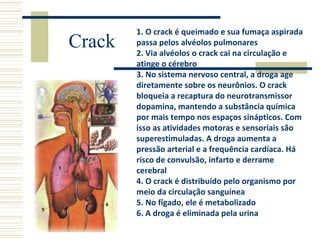Crack 1. O crack é queimado e sua fumaça aspirada 
passa pelos alvéolos pulmonares 
2. Via alvéolos o crack cai na circulação e 
atinge o cérebro 
3. No sistema nervoso central, a droga age 
diretamente sobre os neurônios. O crack 
bloqueia a recaptura do neurotransmissor 
dopamina, mantendo a substância química 
por mais tempo nos espaços sinápticos. Com 
isso as atividades motoras e sensoriais são 
superestimuladas. A droga aumenta a 
pressão arterial e a frequência cardíaca. Há 
risco de convulsão, infarto e derrame 
cerebral 
4. O crack é distribuído pelo organismo por 
meio da circulação sanguínea 
5. No fígado, ele é metabolizado 
6. A droga é eliminada pela urina 
 