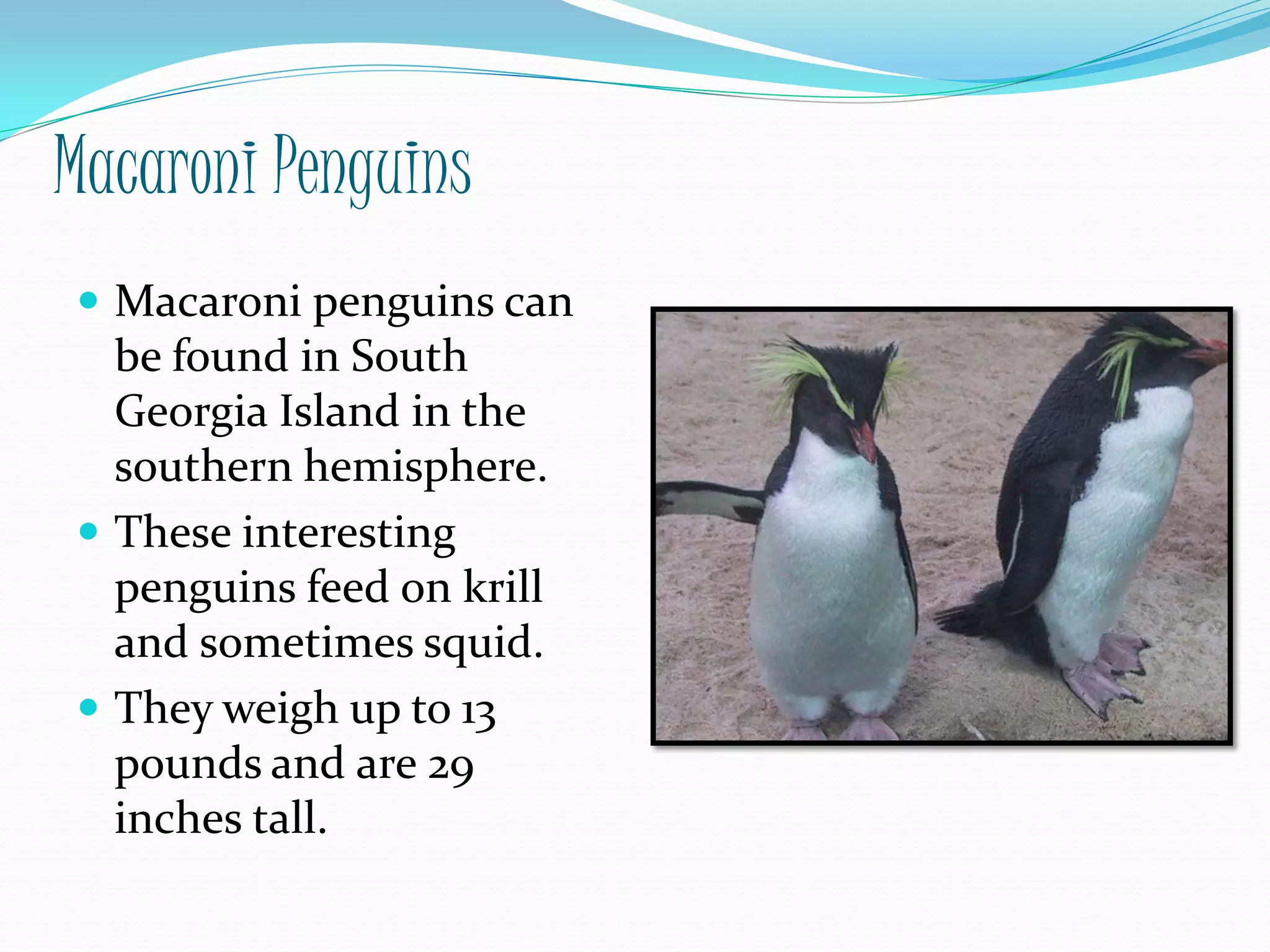 Macaroni Penguins
 Macaroni penguins can
  be found in South
  Georgia Island in the
  southern hemisphere.
 These interesting
  penguins feed on krill
  and sometimes squid.
 They weigh up to 13
  pounds and are 29
  inches tall.
 