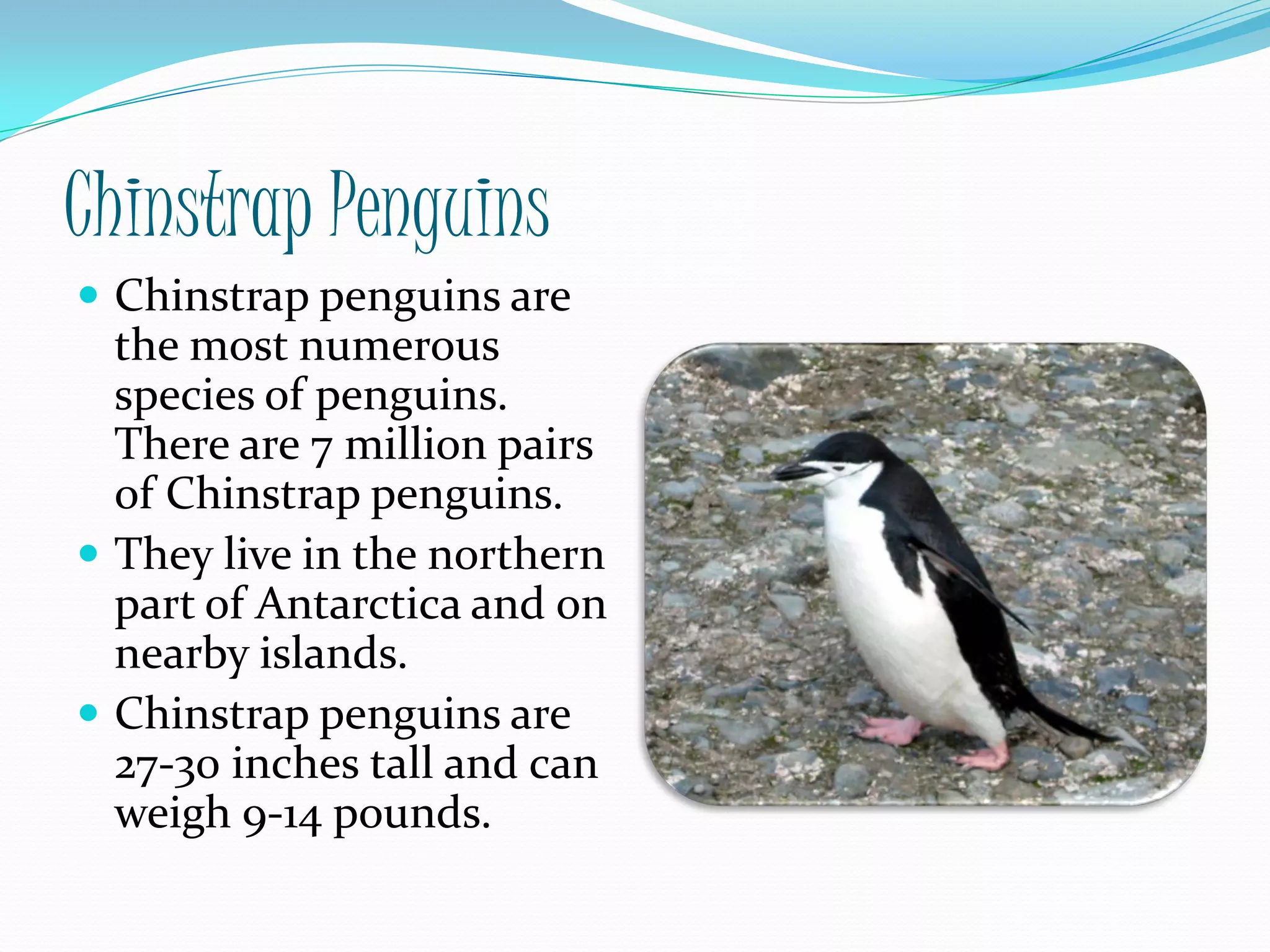 Chinstrap Penguins
 Chinstrap penguins are
  the most numerous
  species of penguins.
  There are 7 million pairs
  of Chinstrap penguins.
 They live in the northern
  part of Antarctica and on
  nearby islands.
 Chinstrap penguins are
  27-30 inches tall and can
  weigh 9-14 pounds.
 