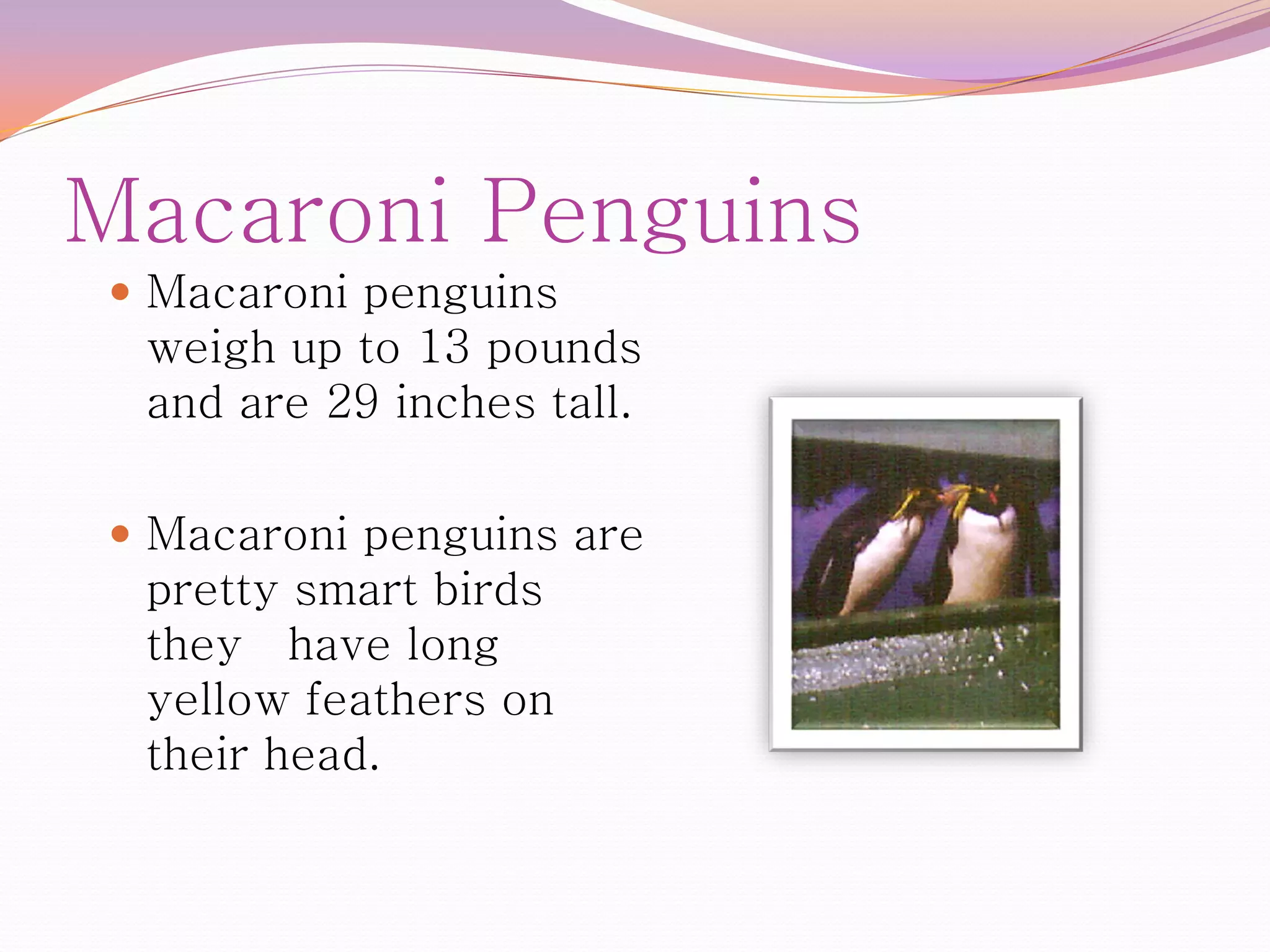 Macaroni Penguins
 Macaroni penguins
 weigh up to 13 pounds
 and are 29 inches tall.

 Macaroni penguins are
 pretty smart birds
 they have long
 yellow feathers on
 their head.
 