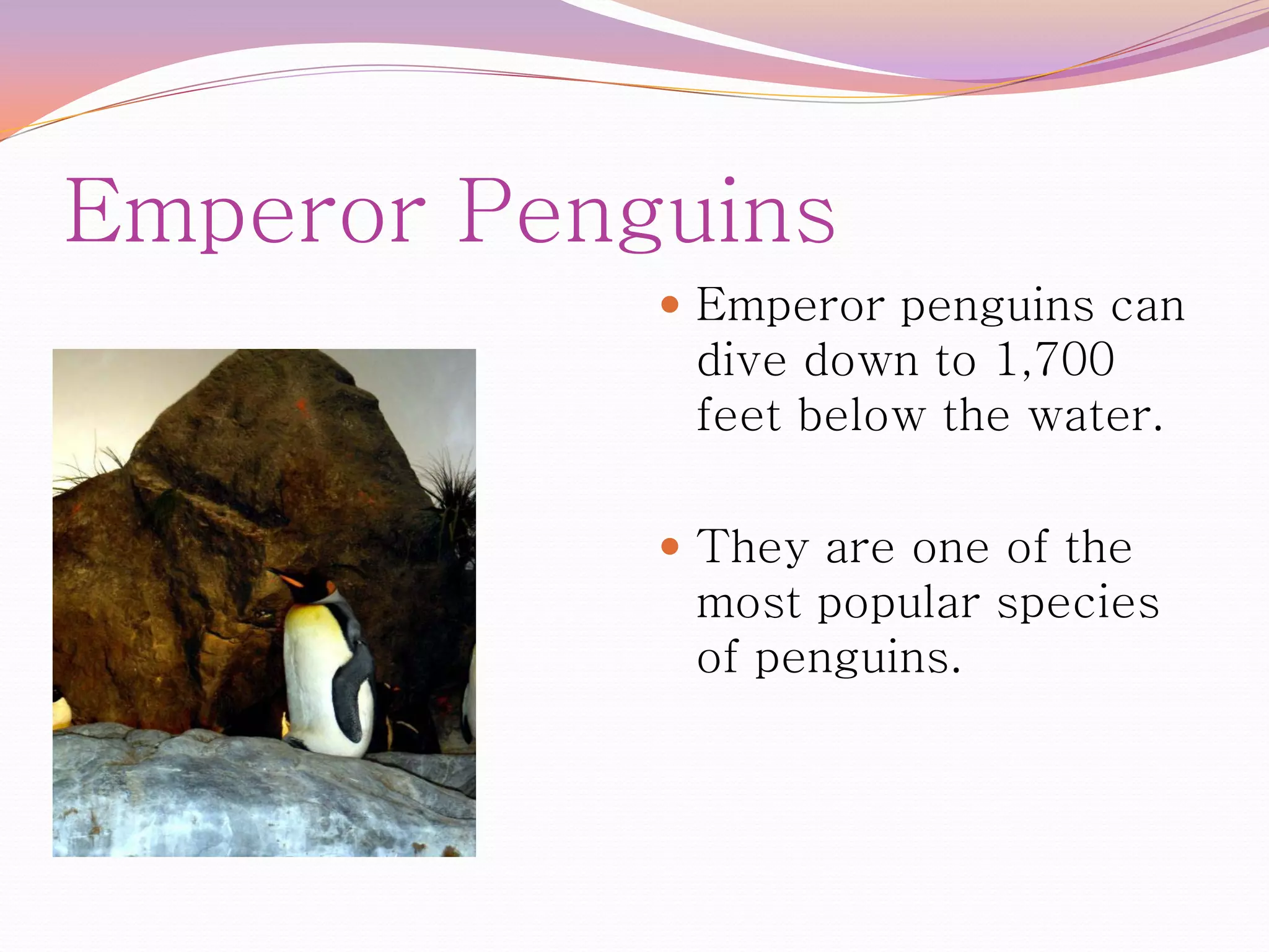 Emperor Penguins
             Emperor penguins can
             dive down to 1,700
             feet below the water.

             They are one of the
             most popular species
             of penguins.
 