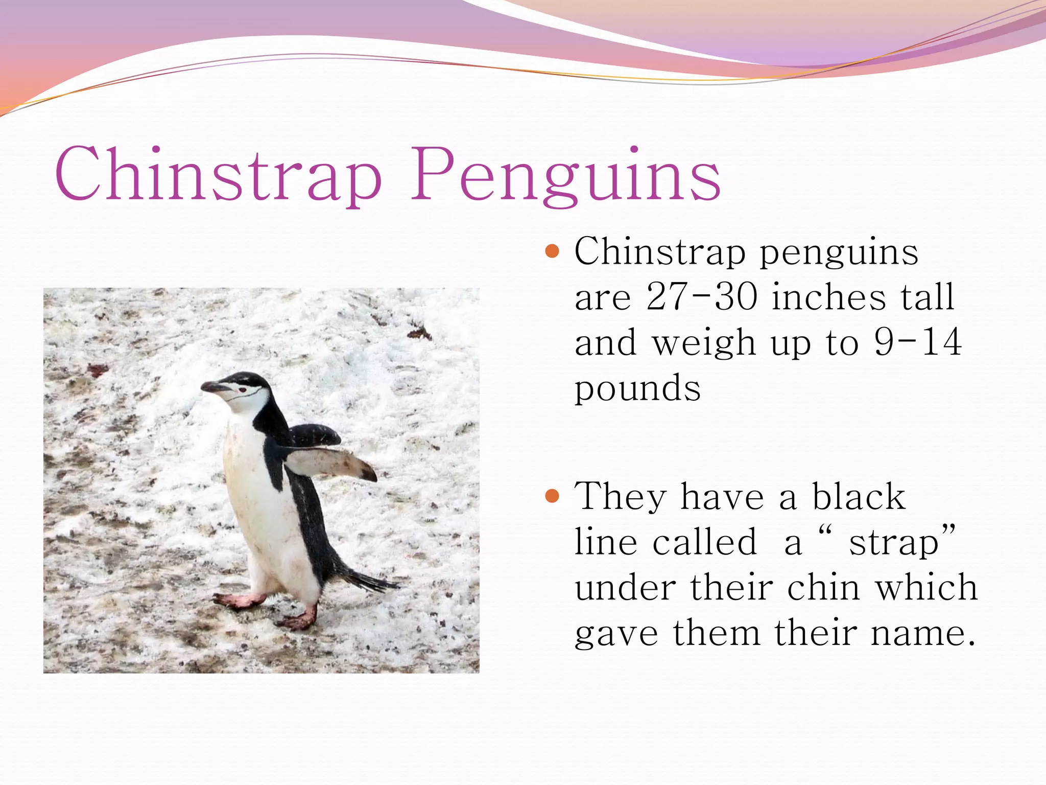 Chinstrap Penguins
              Chinstrap penguins
              are 27-30 inches tall
              and weigh up to 9-14
              pounds

              They have a black
              line called a “ strap”
              under their chin which
              gave them their name.
 