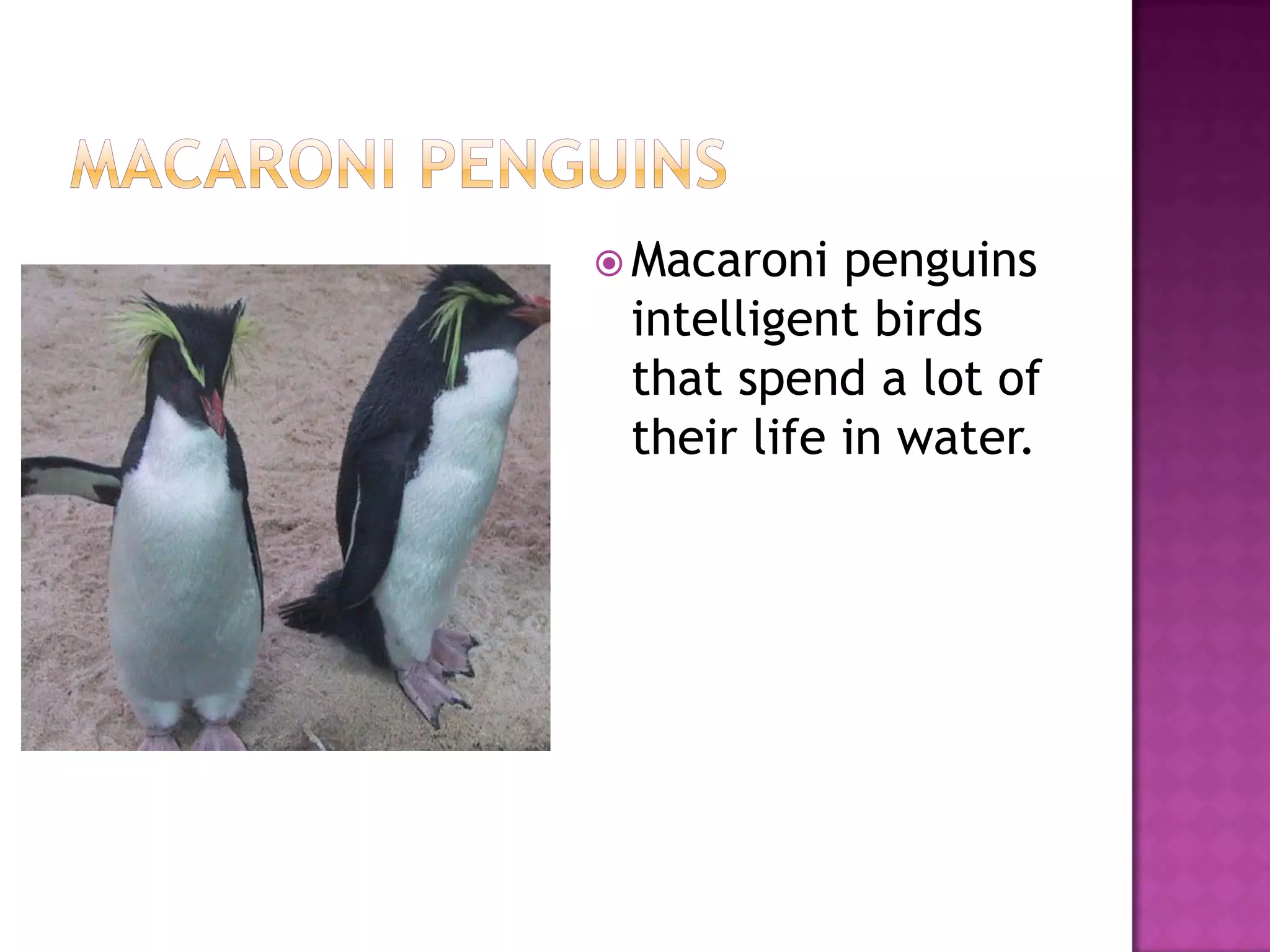  Macaroni  penguins
 intelligent birds
 that spend a lot of
 their life in water.
 