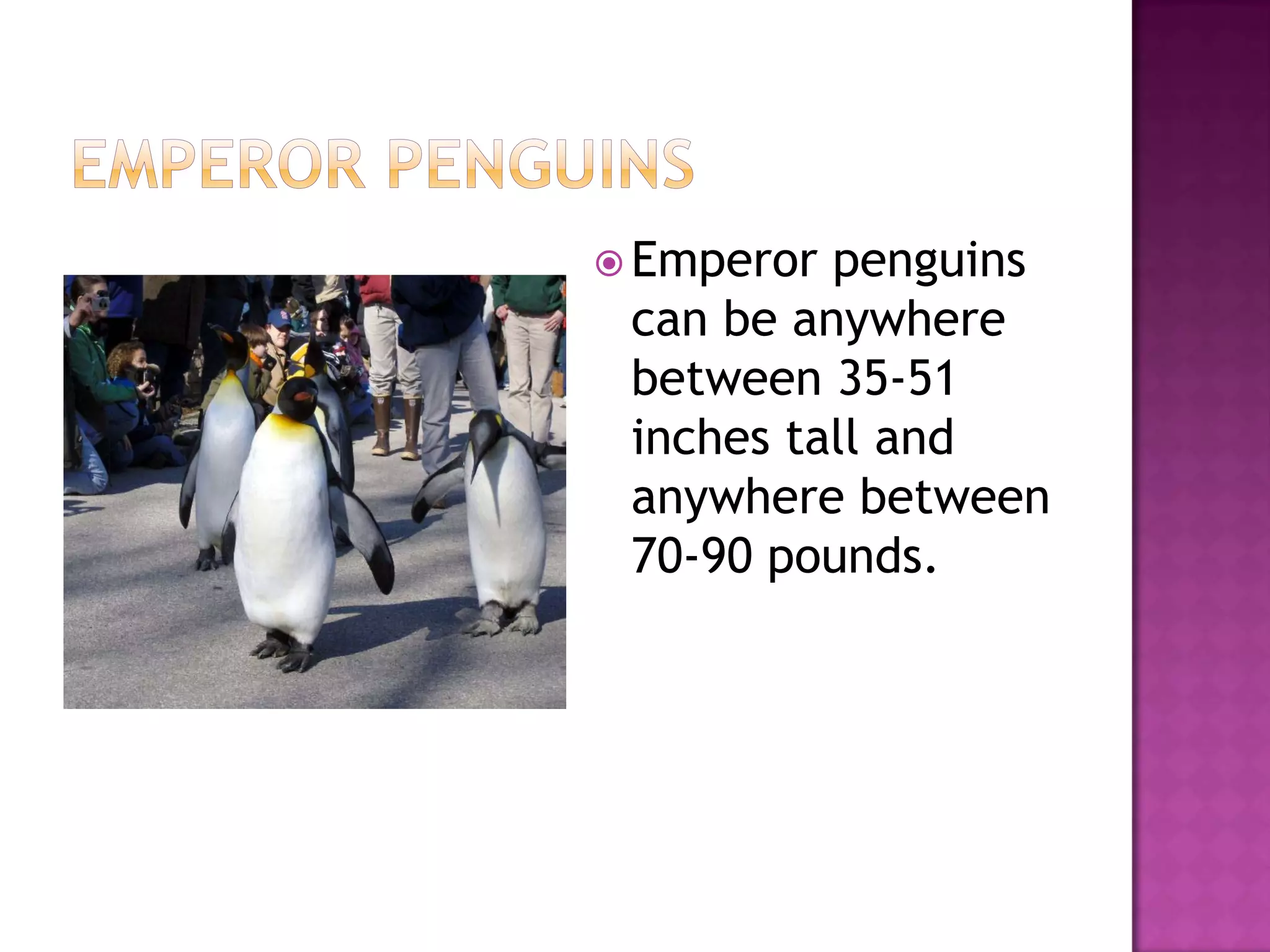  Emperor penguins
 can be anywhere
 between 35-51
 inches tall and
 anywhere between
 70-90 pounds.
 