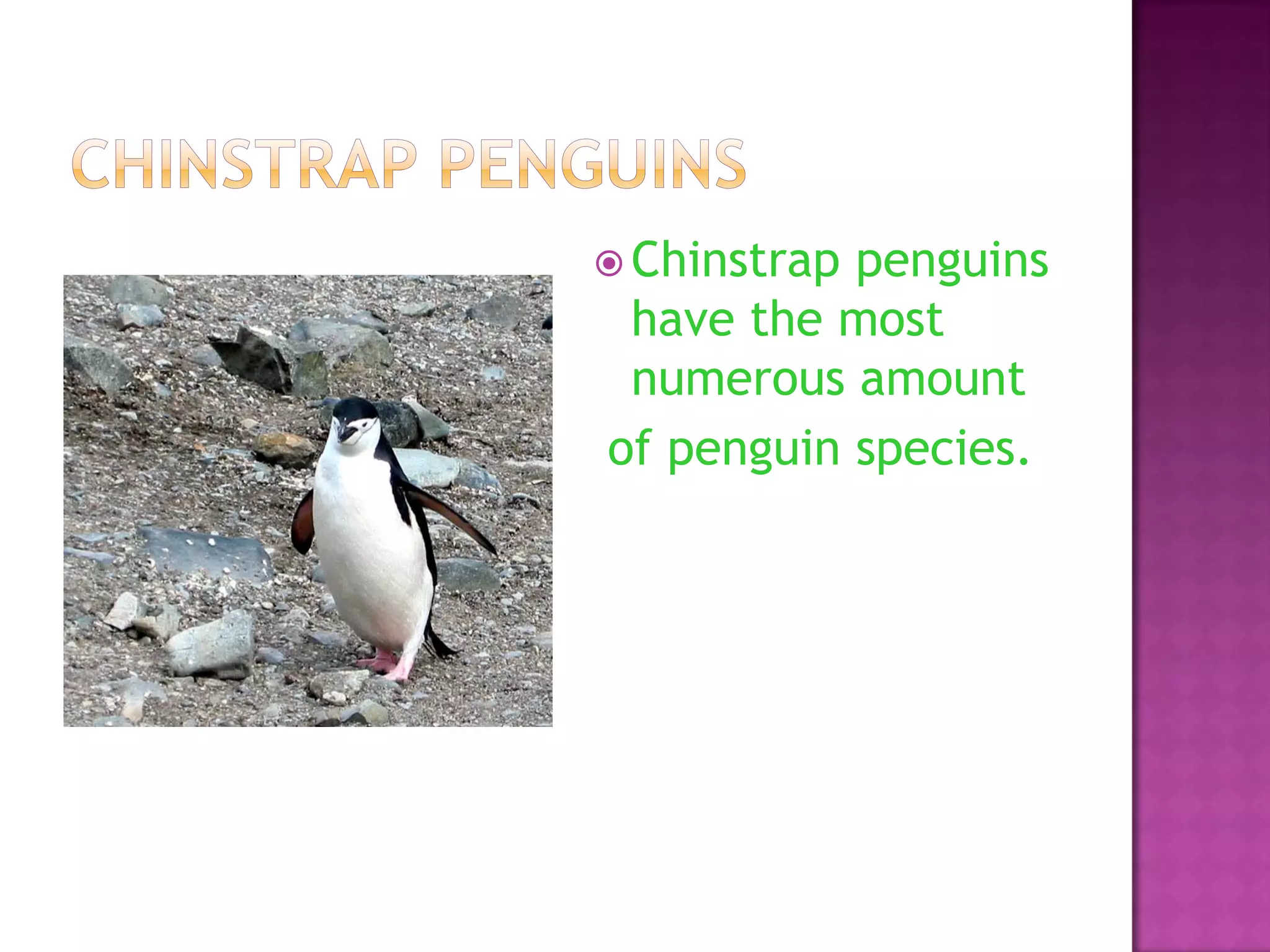  Chinstrappenguins
 have the most
 numerous amount
of penguin species.
 