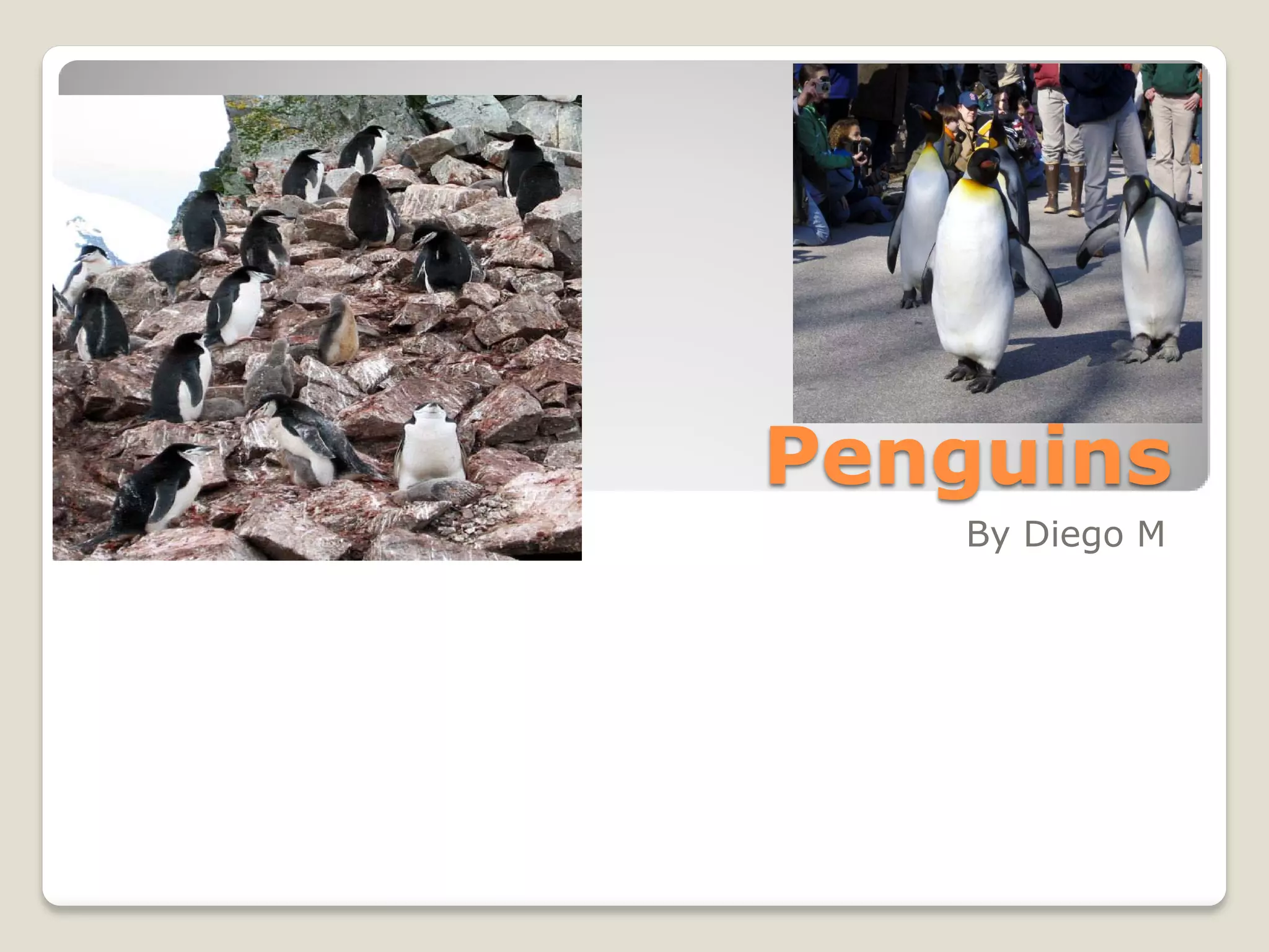 Penguins
   By Diego M
 