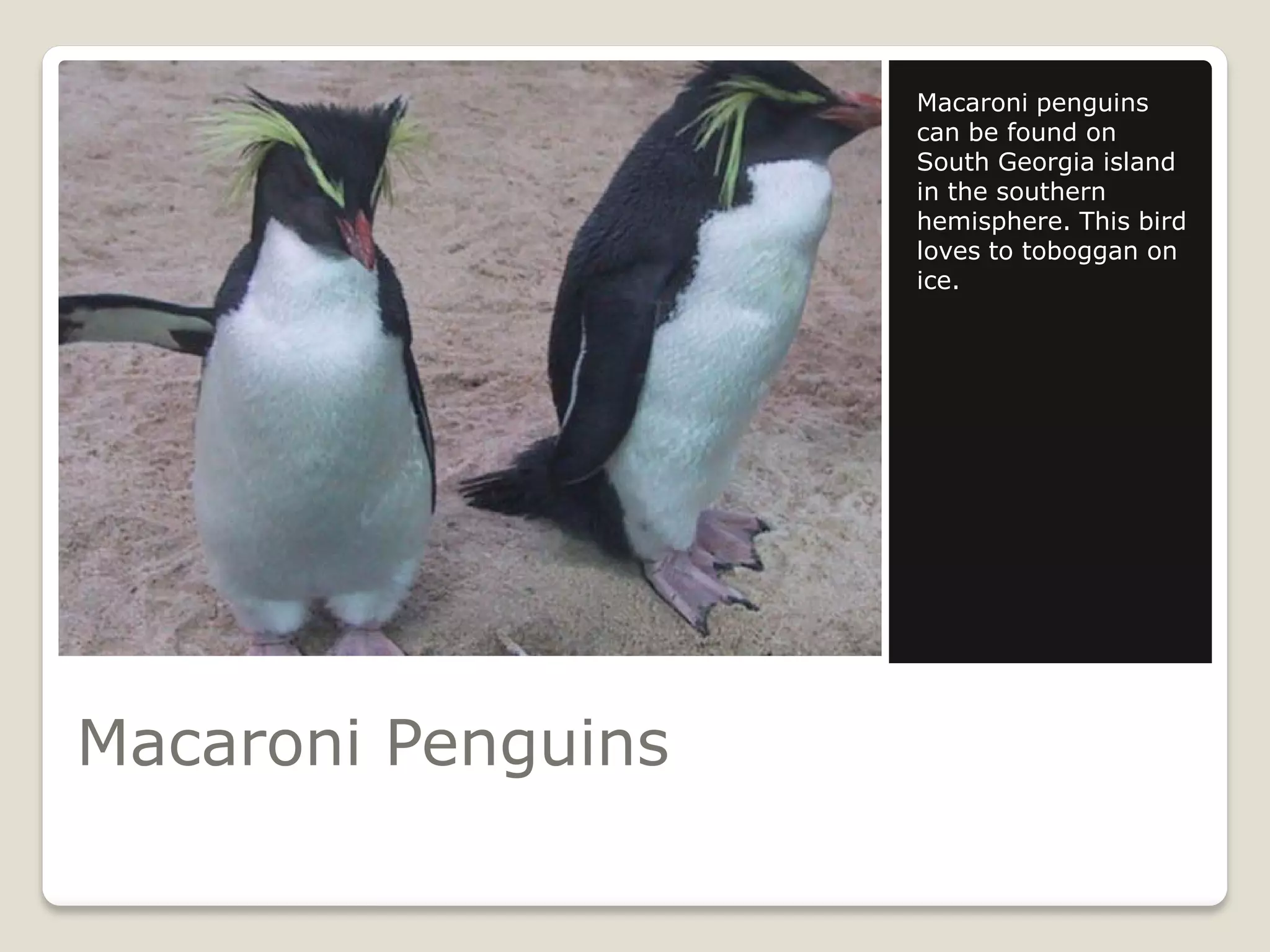 Macaroni penguins
                    can be found on
                    South Georgia island
                    in the southern
                    hemisphere. This bird
                    loves to toboggan on
                    ice.




Macaroni Penguins
 