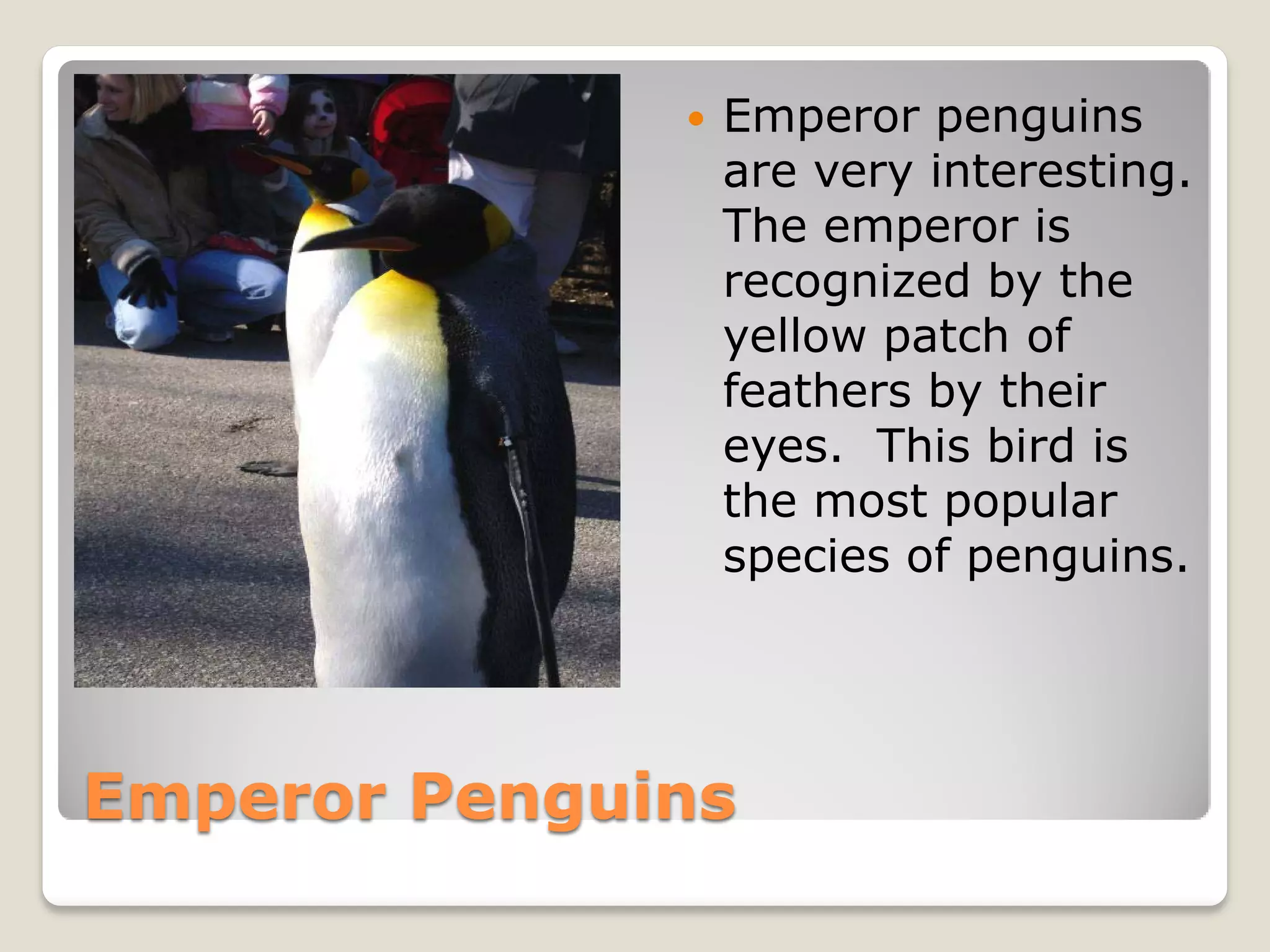    Emperor penguins
                  are very interesting.
                  The emperor is
                  recognized by the
                  yellow patch of
                  feathers by their
                  eyes. This bird is
                  the most popular
                  species of penguins.




Emperor Penguins
 