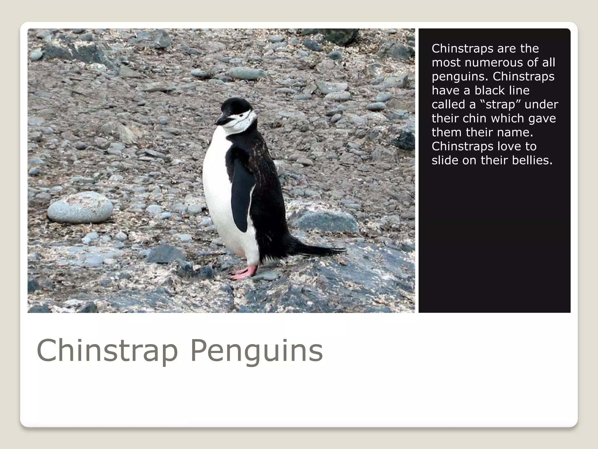 Chinstraps are the
                     most numerous of all
                     penguins. Chinstraps
                     have a black line
                     called a “strap” under
                     their chin which gave
                     them their name.
                     Chinstraps love to
                     slide on their bellies.




Chinstrap Penguins
 