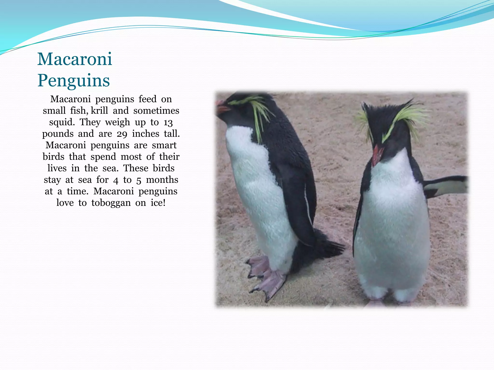 Macaroni
Penguins
  Macaroni penguins feed on
small fish, krill and sometimes
  squid. They weigh up to 13
pounds and are 29 inches tall.
 Macaroni penguins are smart
birds that spend most of their
 lives in the sea. These birds
stay at sea for 4 to 5 months
at a time. Macaroni penguins
    love to toboggan on ice!
 