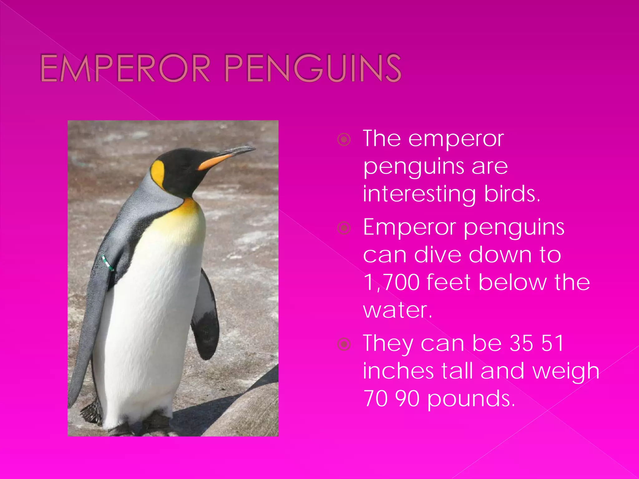    The emperor
    penguins are
    interesting birds.
   Emperor penguins
    can dive down to
    1,700 feet below the
    water.
   They can be 35 51
    inches tall and weigh
    70 90 pounds.
 
