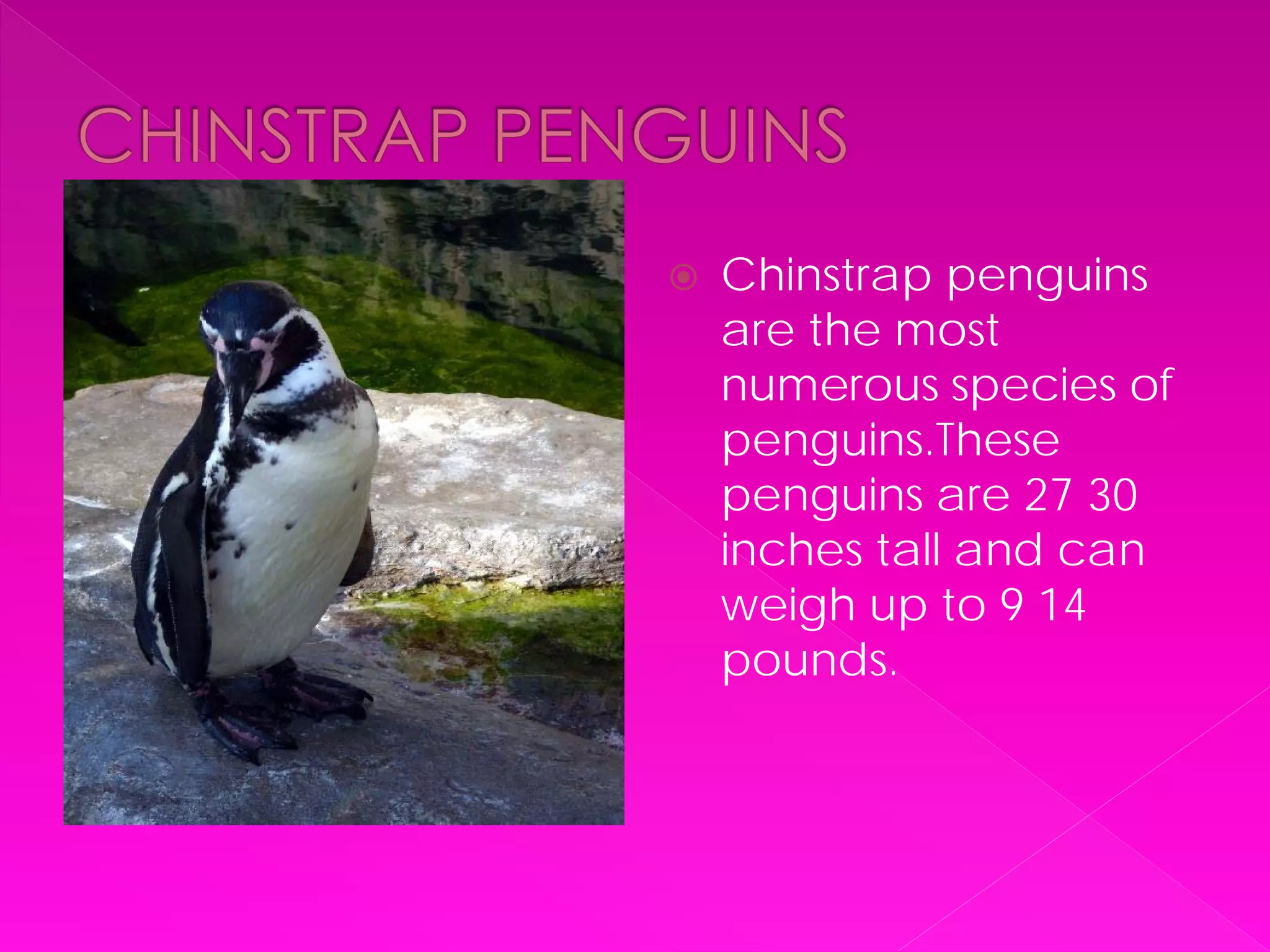    Chinstrap penguins
    are the most
    numerous species of
    penguins.These
    penguins are 27 30
    inches tall and can
    weigh up to 9 14
    pounds.
 