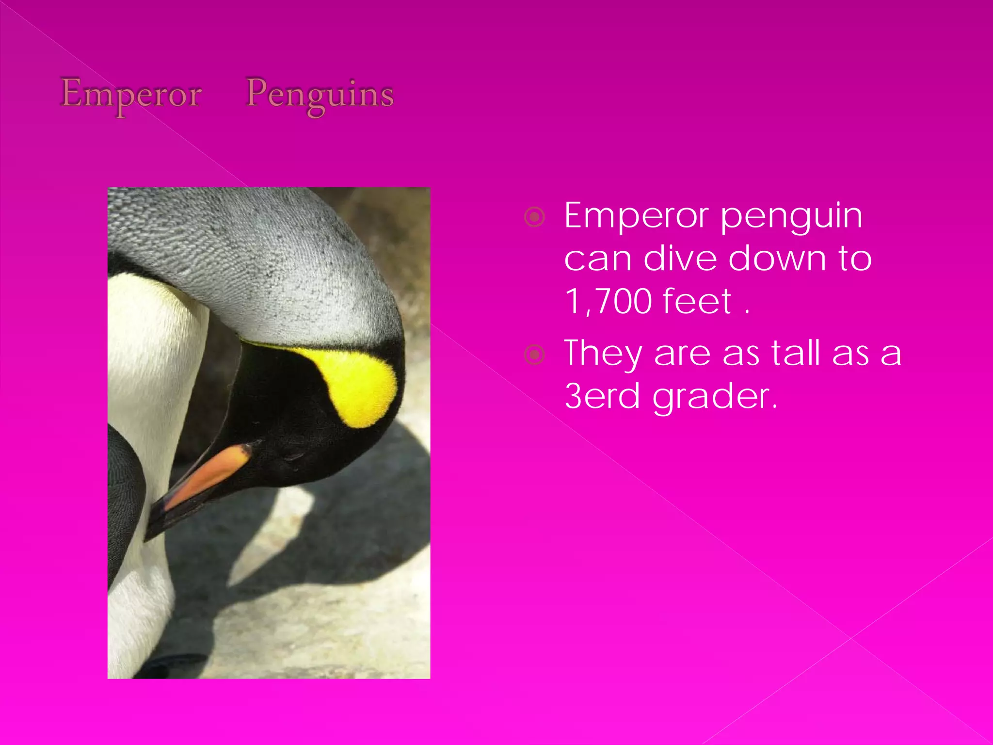    Emperor penguin
    can dive down to
    1,700 feet .
   They are as tall as a
    3erd grader.
 
