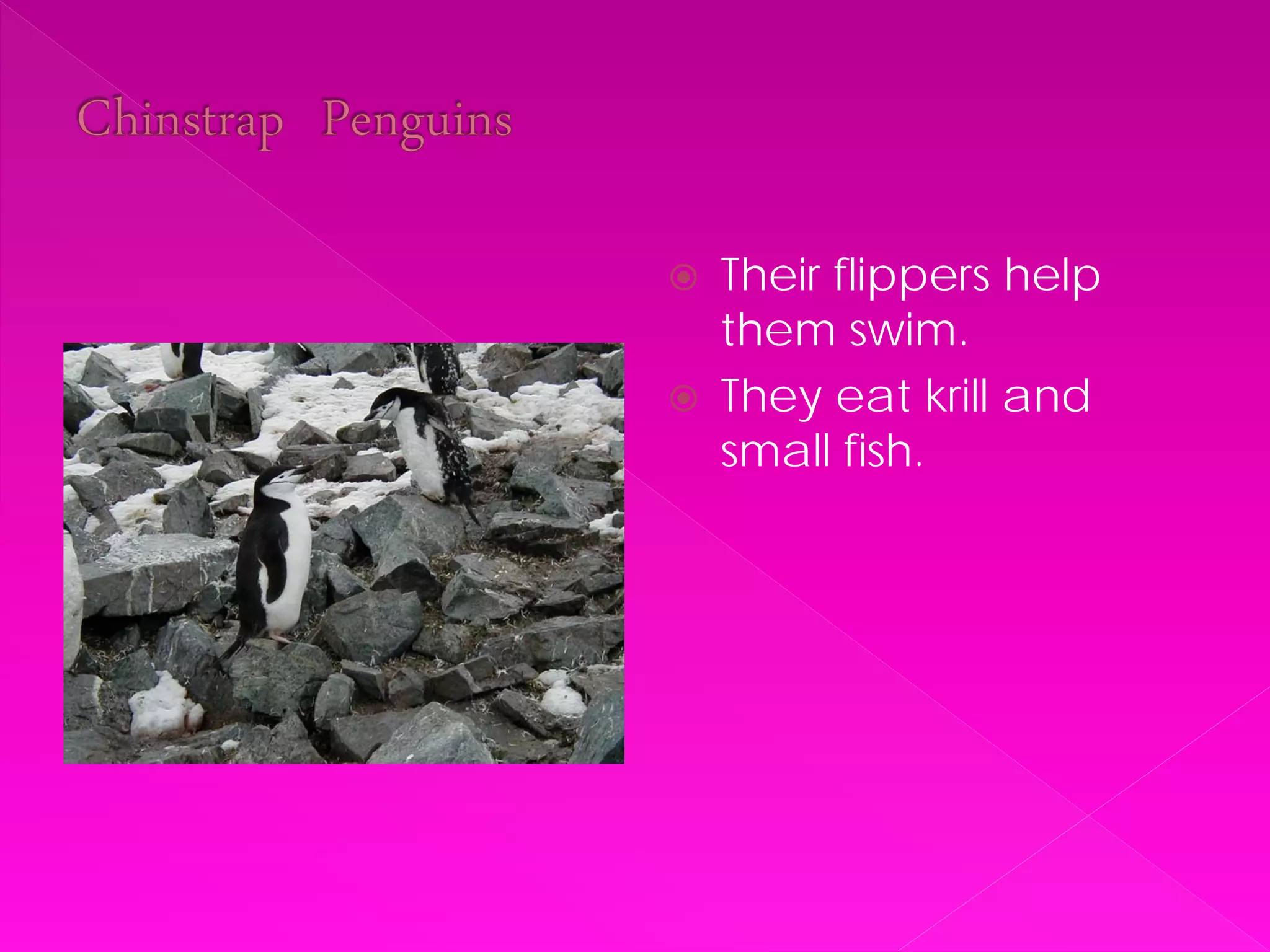    Their flippers help
    them swim.
   They eat krill and
    small fish.
 
