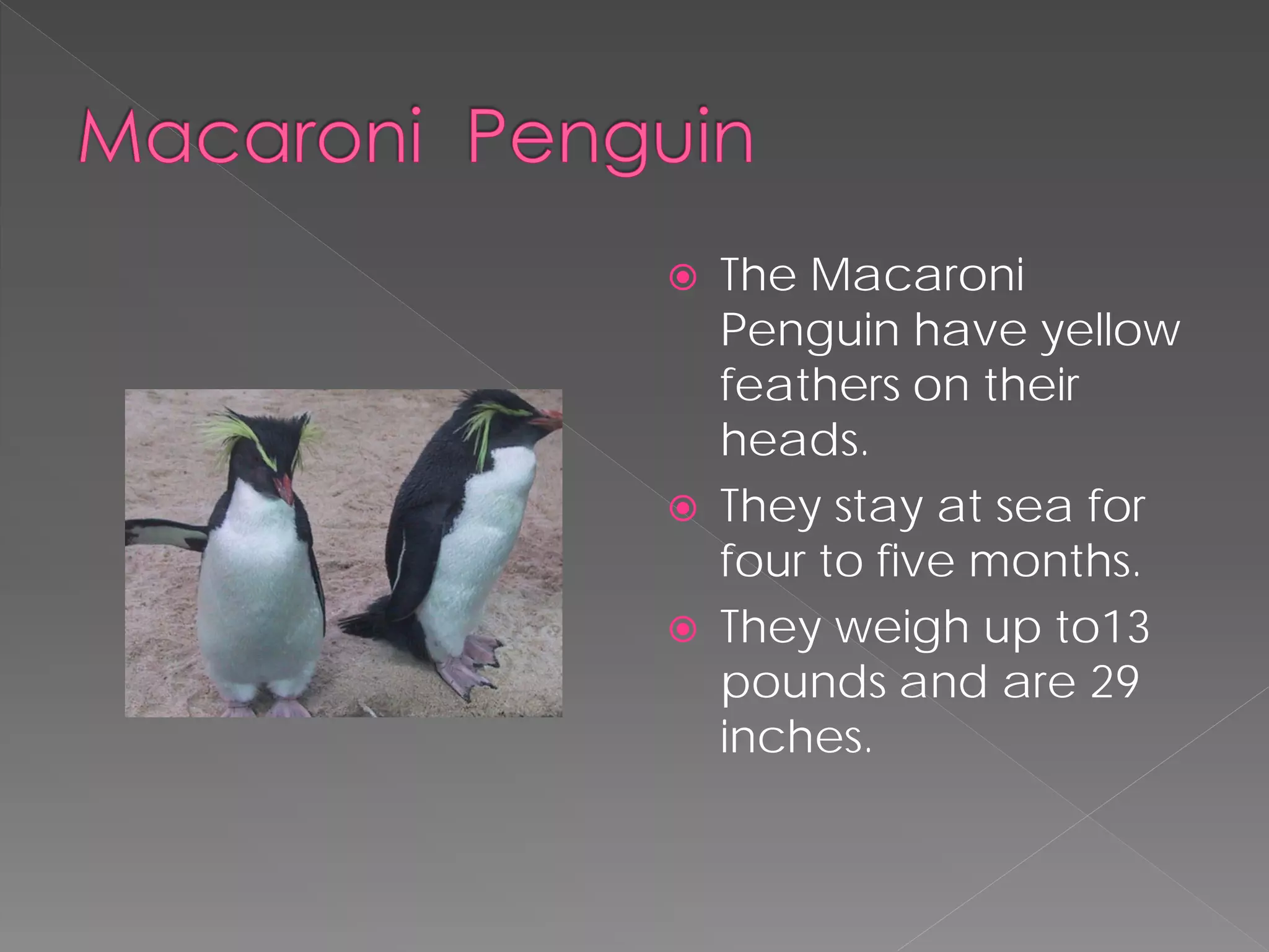    The Macaroni
    Penguin have yellow
    feathers on their
    heads.
   They stay at sea for
    four to five months.
   They weigh up to13
    pounds and are 29
    inches.
 