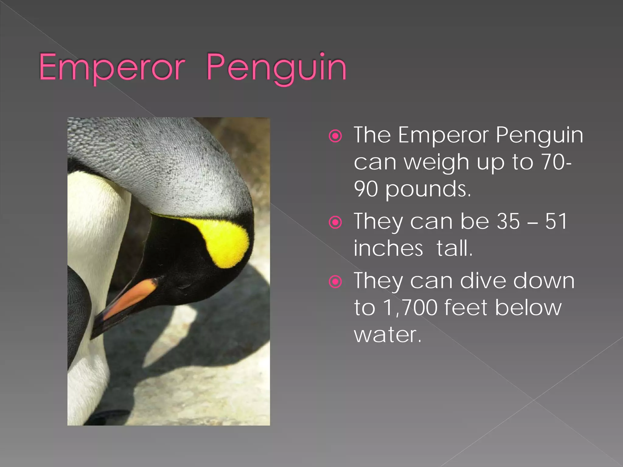    The Emperor Penguin
    can weigh up to 70-
    90 pounds.
   They can be 35 – 51
    inches tall.
   They can dive down
    to 1,700 feet below
    water.
 