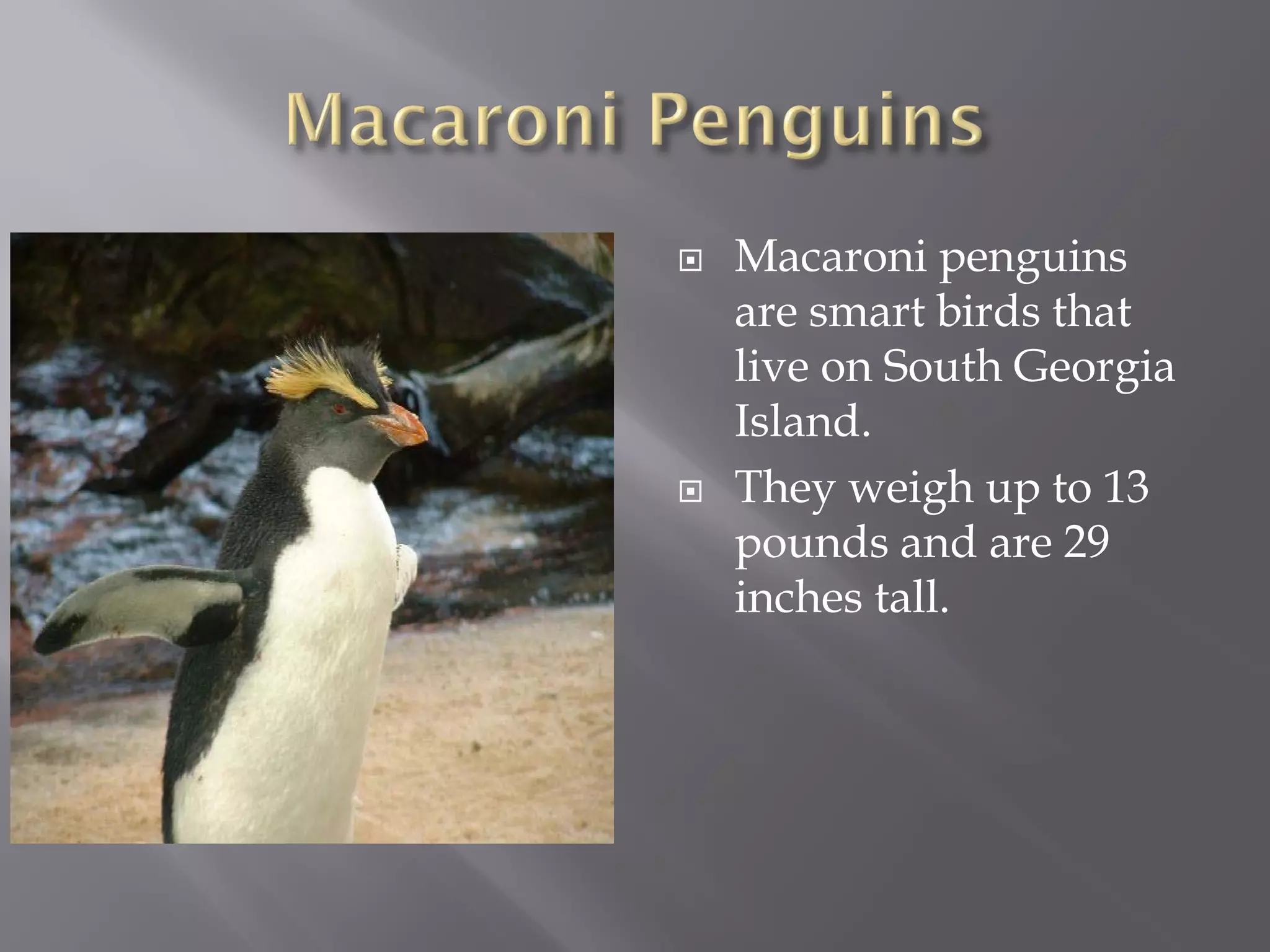    Macaroni penguins
    are smart birds that
    live on South Georgia
    Island.
   They weigh up to 13
    pounds and are 29
    inches tall.
 