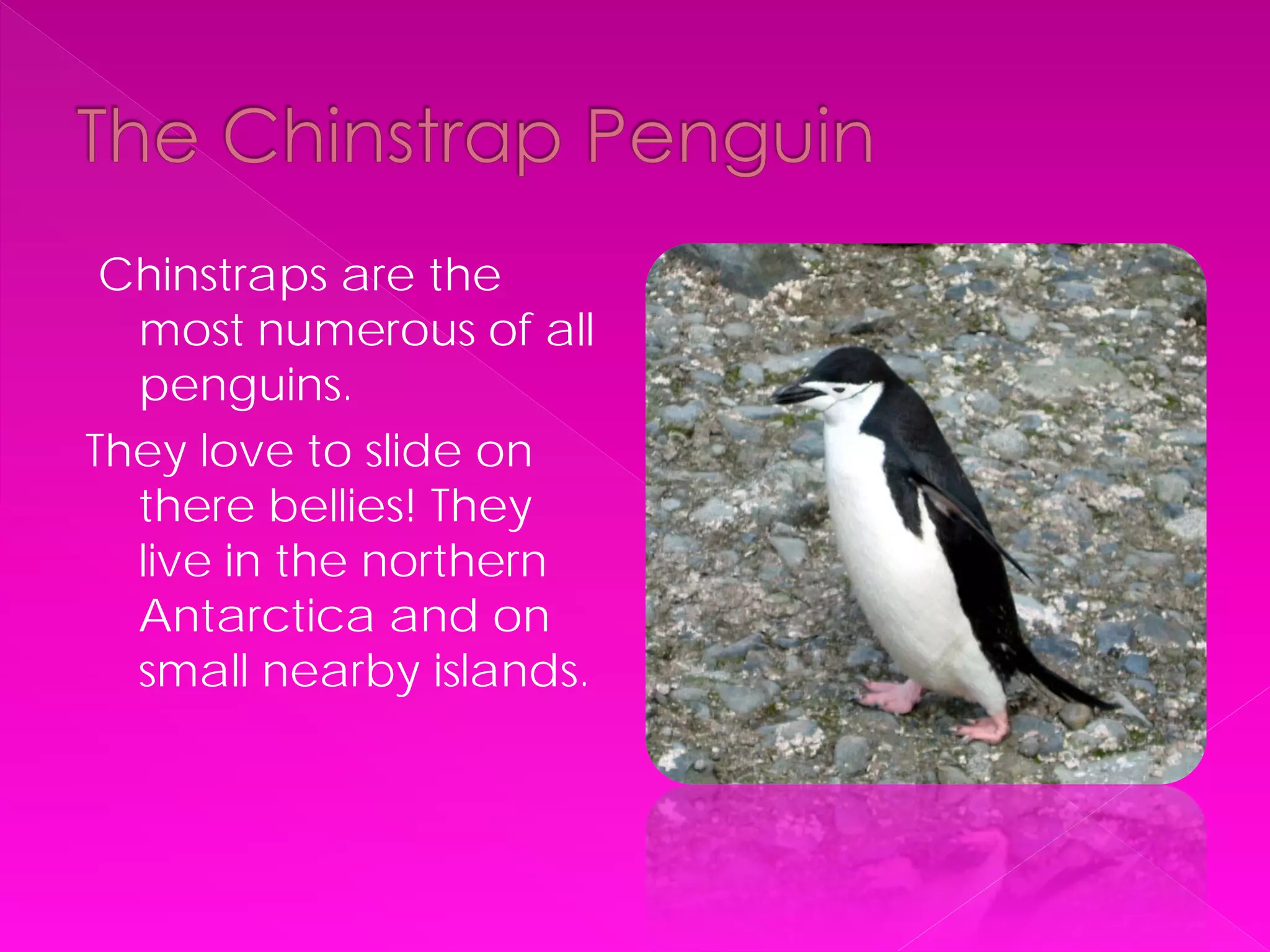 Chinstraps are the
  most numerous of all
  penguins.
They love to slide on
  there bellies! They
  live in the northern
  Antarctica and on
  small nearby islands.
 