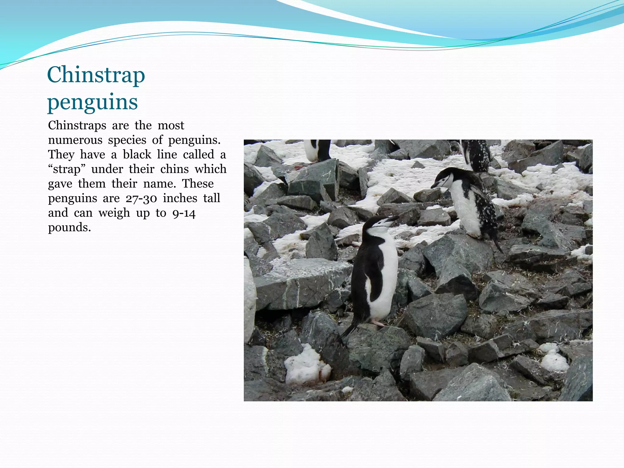 Chinstrap
penguins
Chinstraps are the most
numerous species of penguins.
They have a black line called a
“strap” under their chins which
gave them their name. These
penguins are 27-30 inches tall
and can weigh up to 9-14
pounds.
 