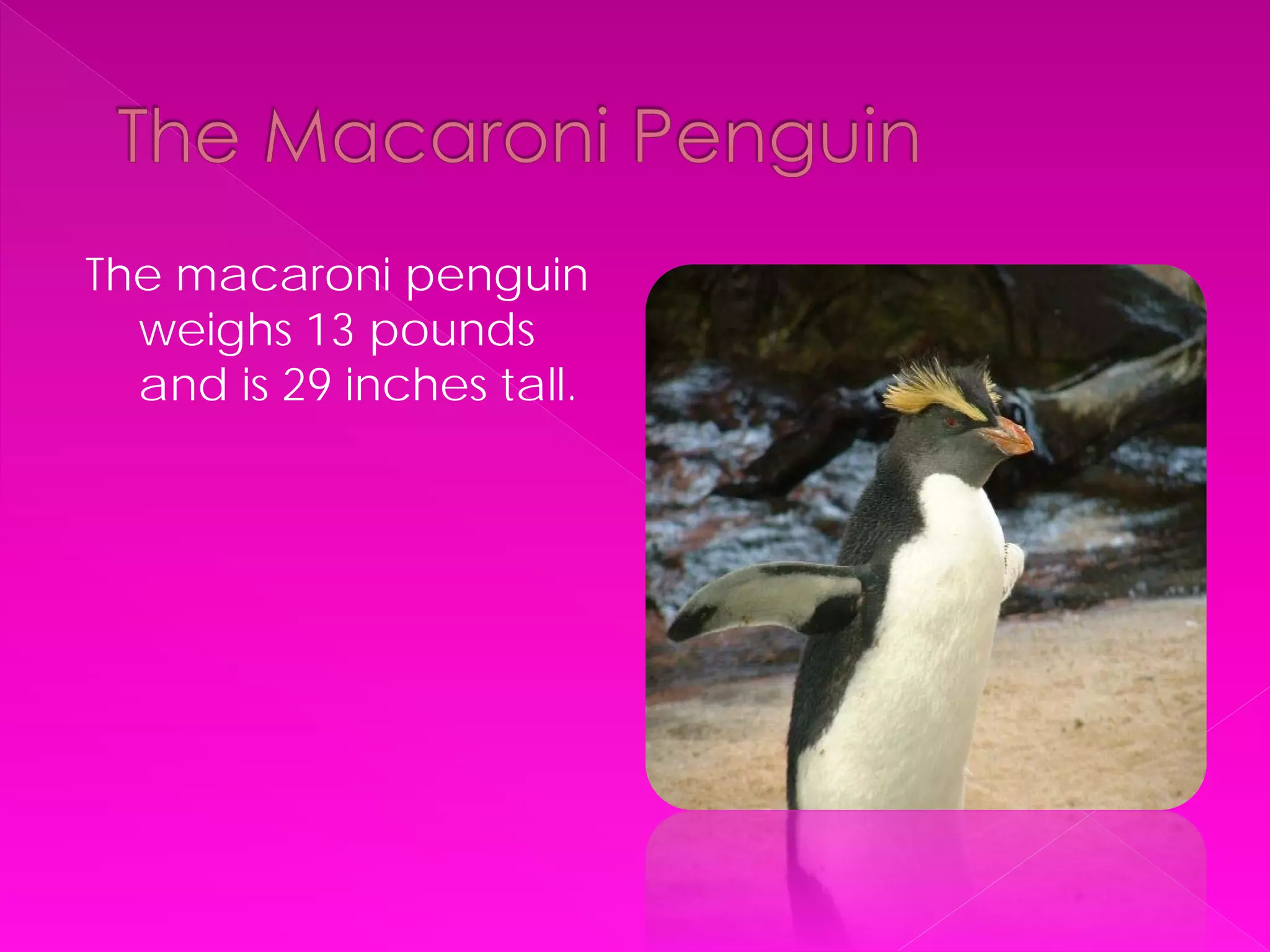 The macaroni penguin
  weighs 13 pounds
  and is 29 inches tall.
 