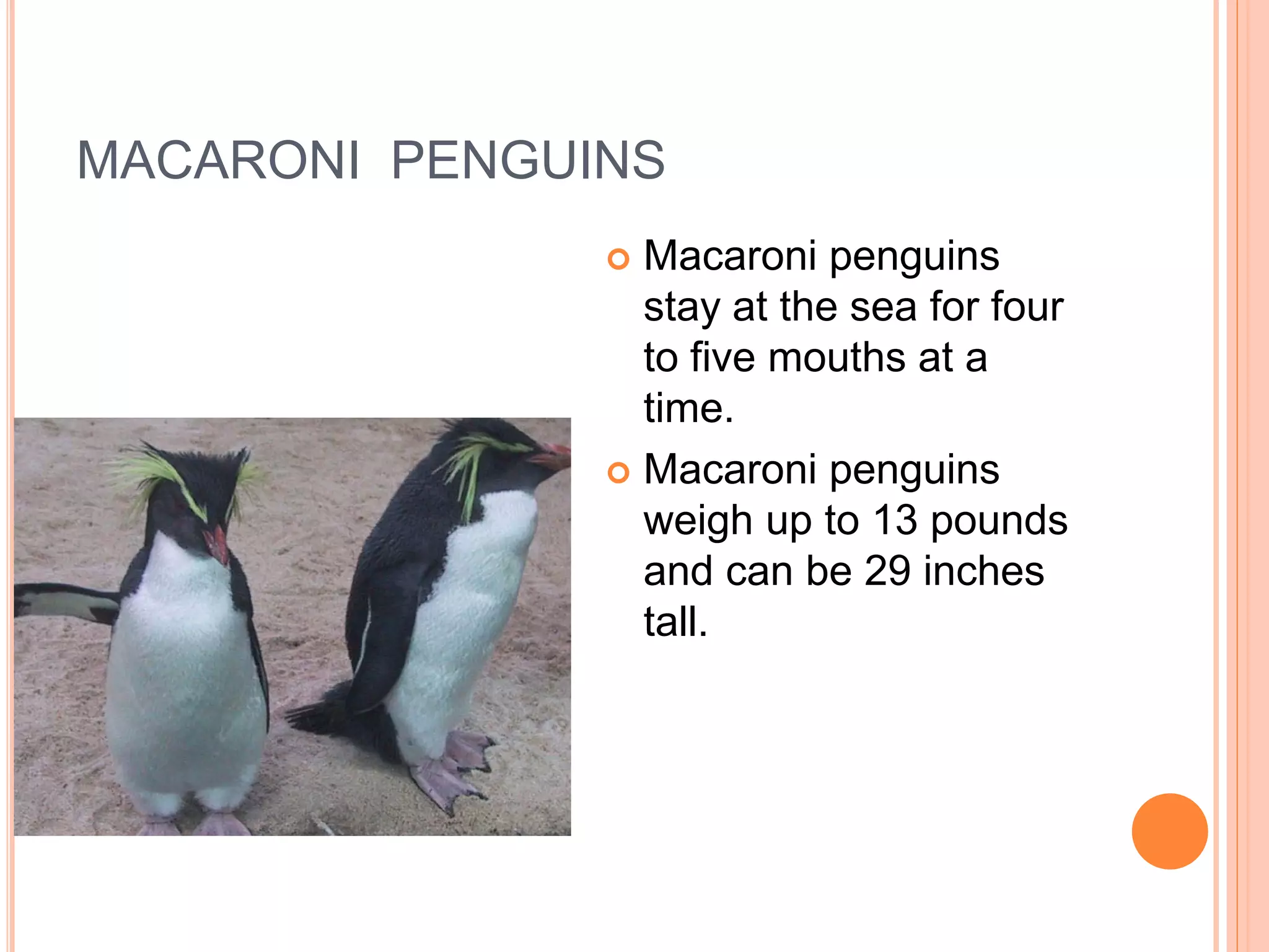 MACARONI PENGUINS
                Macaroni penguins
                 stay at the sea for four
                 to five mouths at a
                 time.
                Macaroni penguins
                 weigh up to 13 pounds
                 and can be 29 inches
                 tall.
 