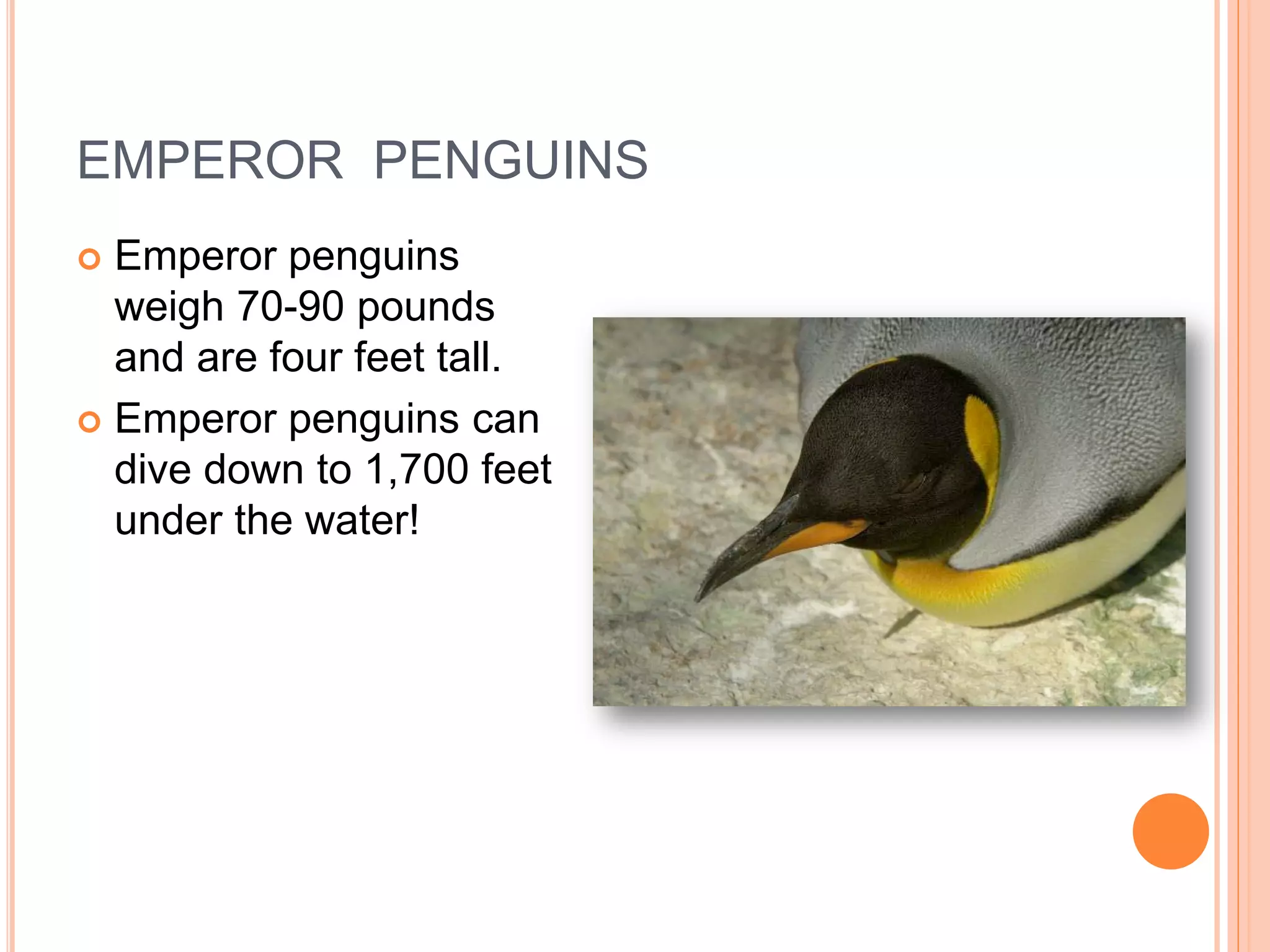 EMPEROR PENGUINS
 Emperor penguins
  weigh 70-90 pounds
  and are four feet tall.
 Emperor penguins can
  dive down to 1,700 feet
  under the water!
 