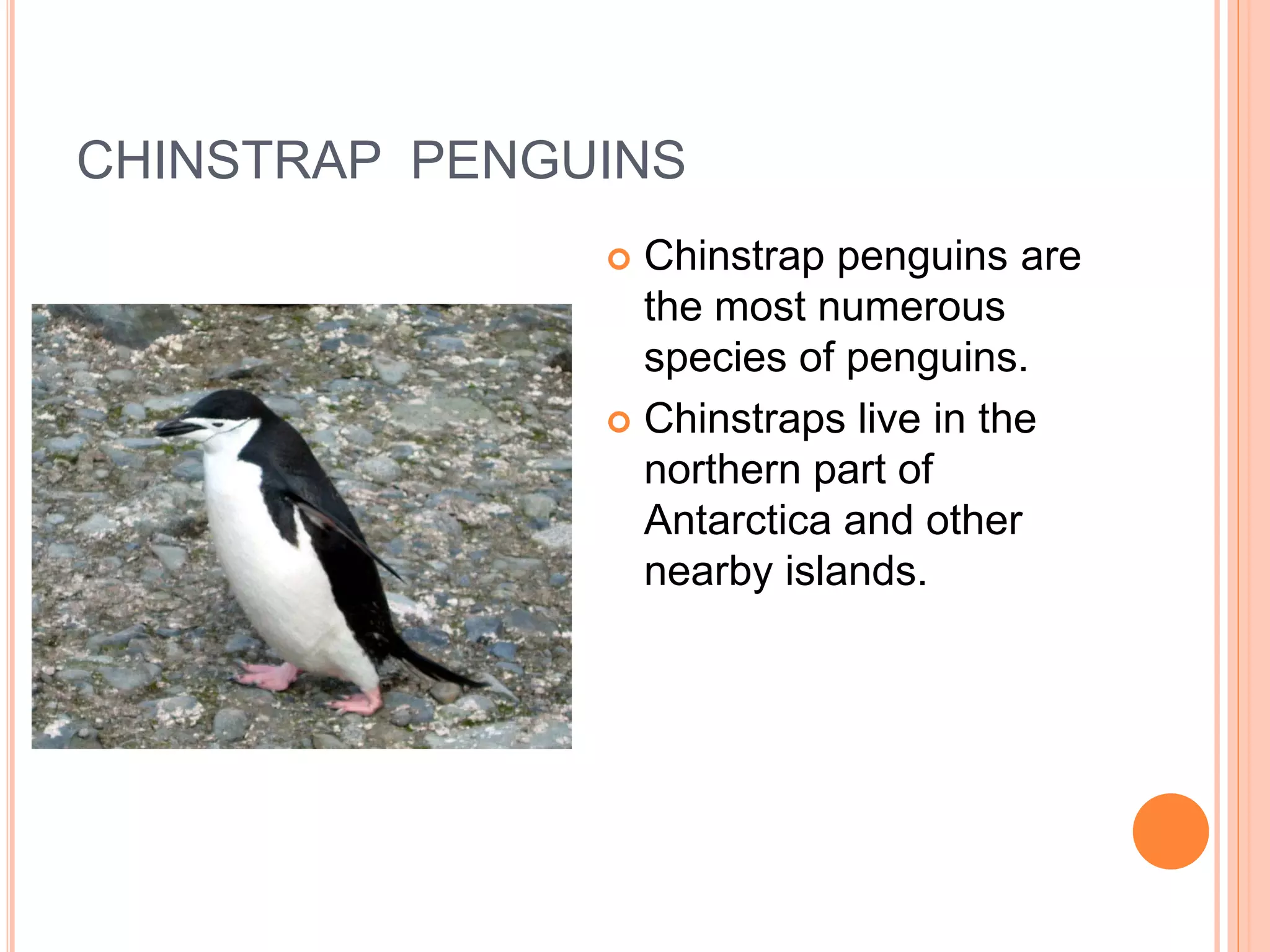 CHINSTRAP PENGUINS
                Chinstrap penguins are
                 the most numerous
                 species of penguins.
                Chinstraps live in the
                 northern part of
                 Antarctica and other
                 nearby islands.
 