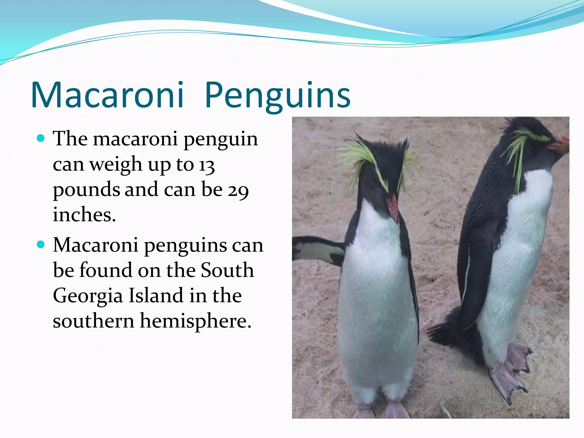 Macaroni Penguins
 The macaroni penguin
  can weigh up to 13
  pounds and can be 29
  inches.
 Macaroni penguins can
  be found on the South
  Georgia Island in the
  southern hemisphere.
 