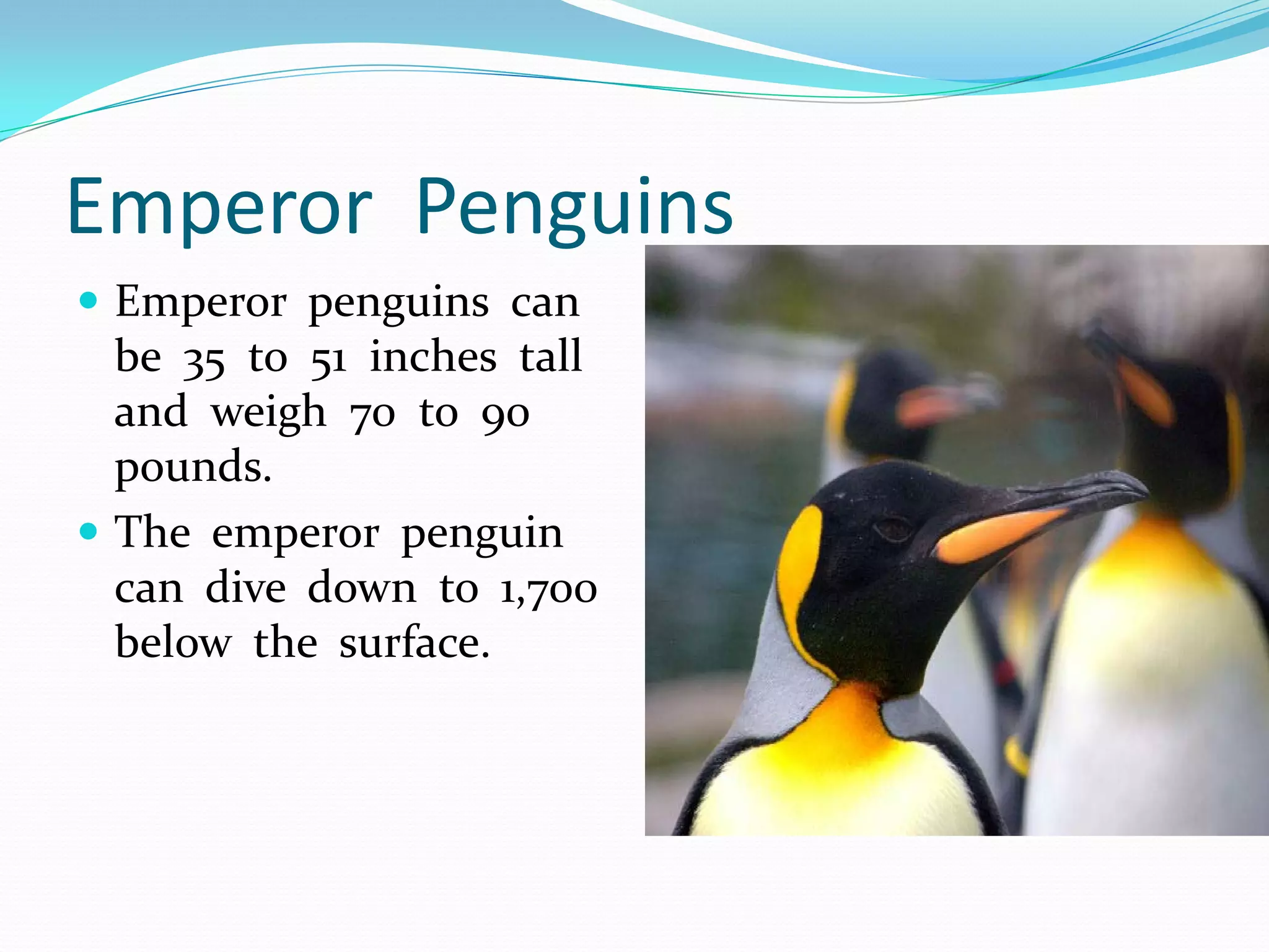 Emperor Penguins
 Emperor penguins can
  be 35 to 51 inches tall
  and weigh 70 to 90
  pounds.
 The emperor penguin
  can dive down to 1,700
  below the surface.
 