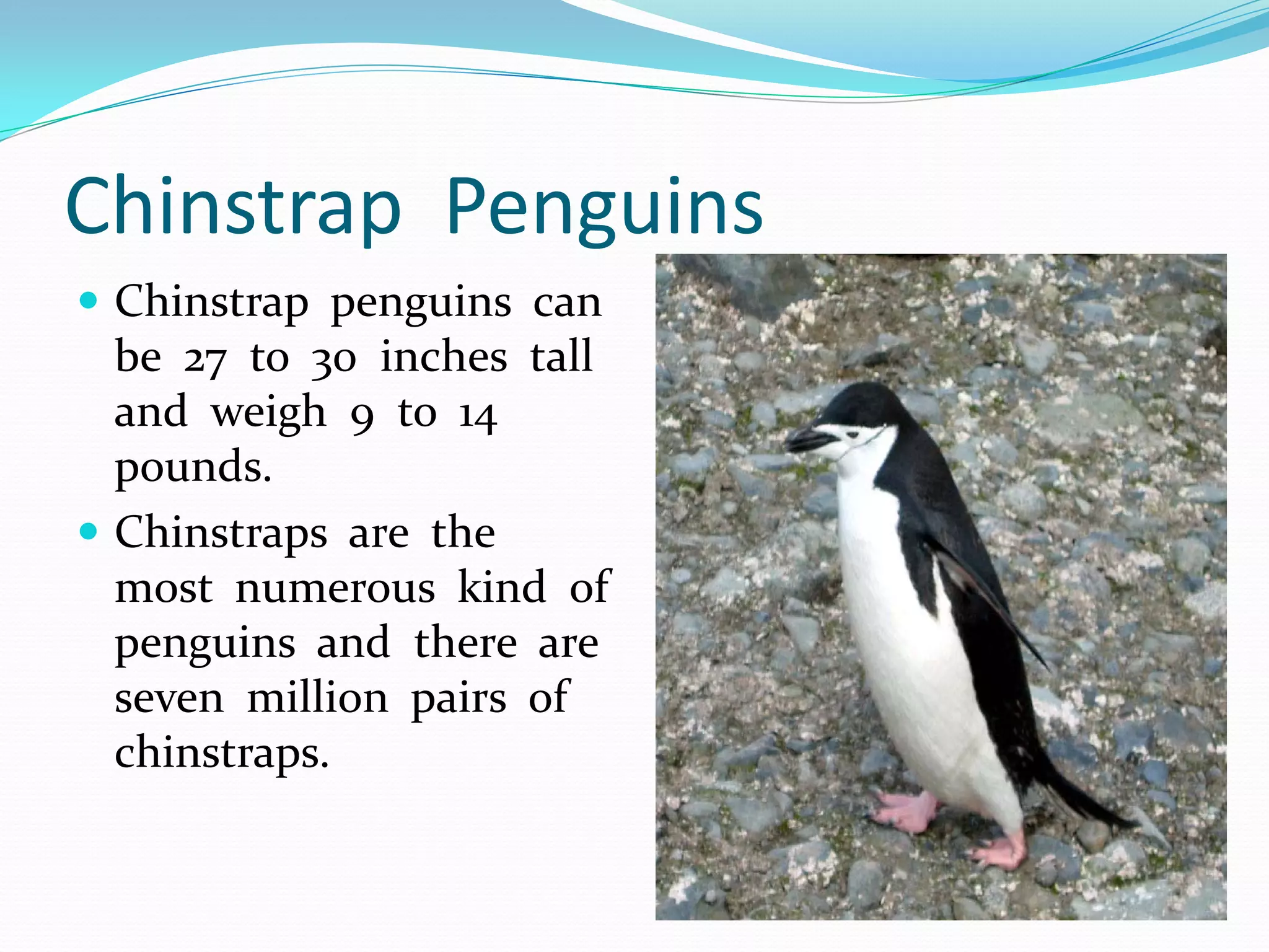 Chinstrap Penguins
 Chinstrap penguins can
  be 27 to 30 inches tall
  and weigh 9 to 14
  pounds.
 Chinstraps are the
  most numerous kind of
  penguins and there are
  seven million pairs of
  chinstraps.
 