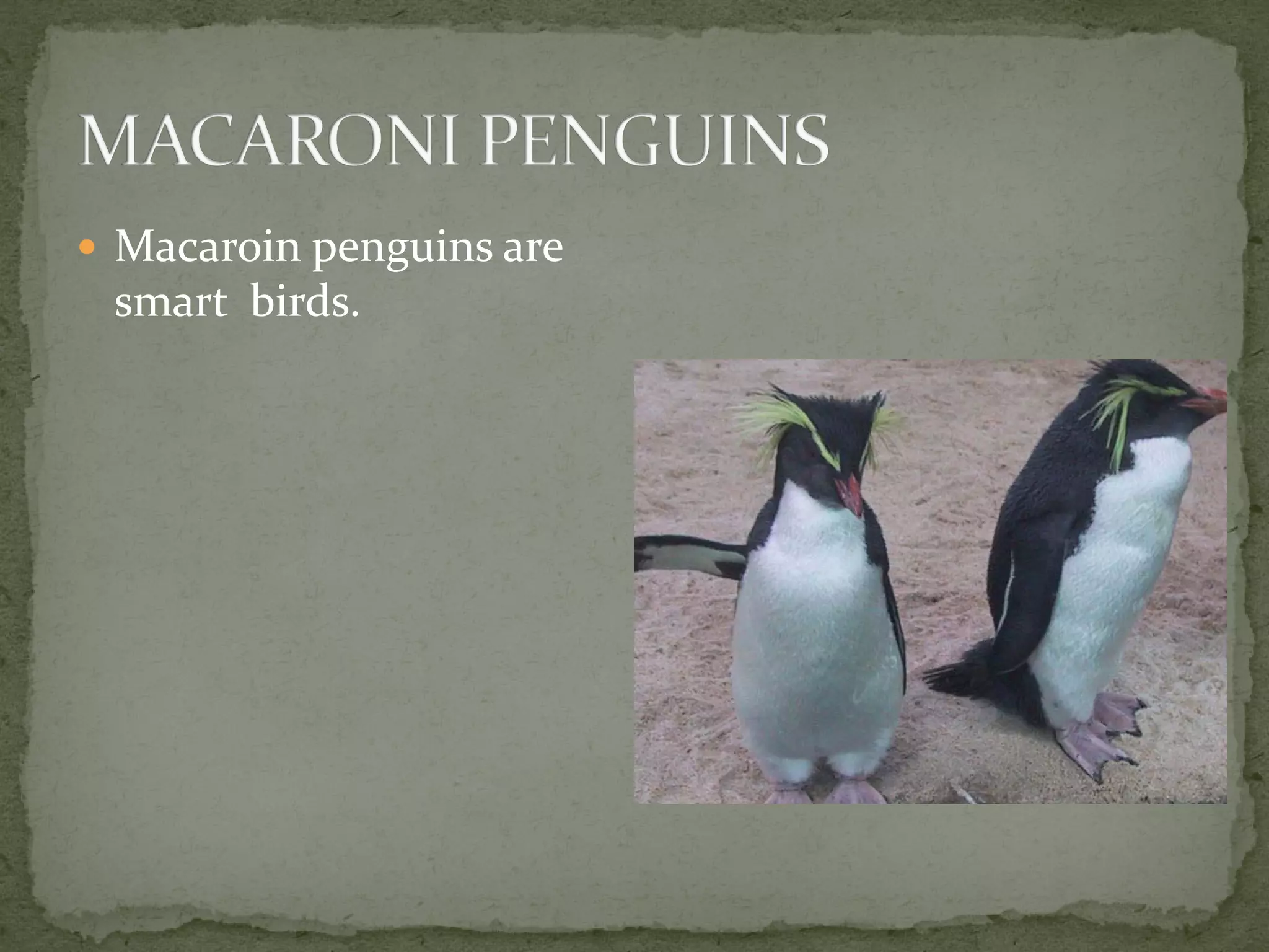  Macaroin penguins are
 smart birds.
 