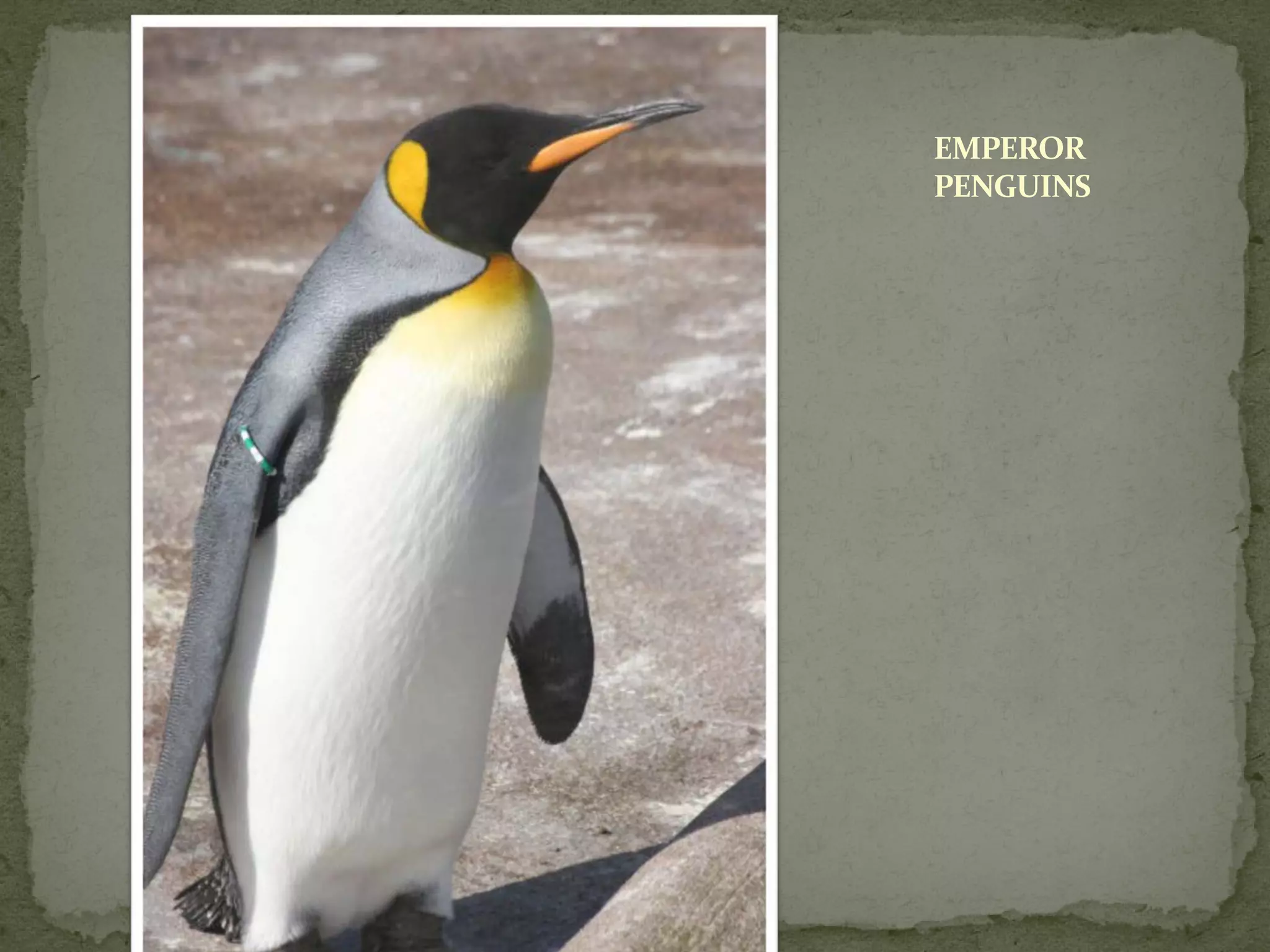 EMPEROR
PENGUINS
 