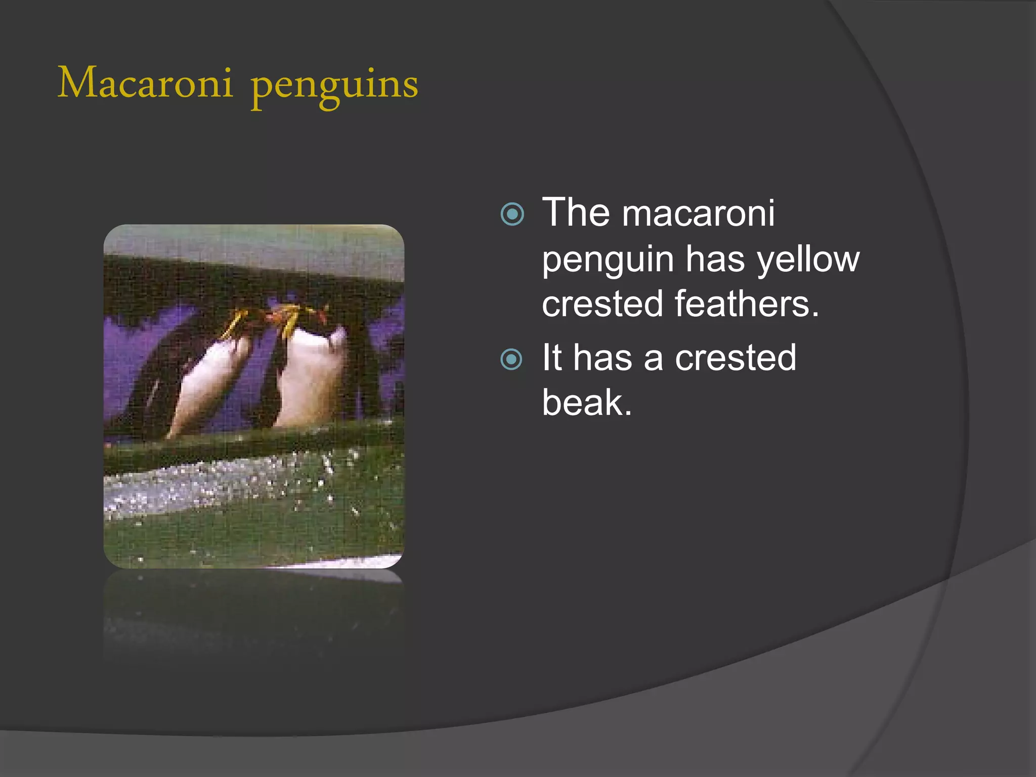 Macaroni penguins
                       The macaroni
                        penguin has yellow
                        crested feathers.
                       It has a crested
                        beak.
 
