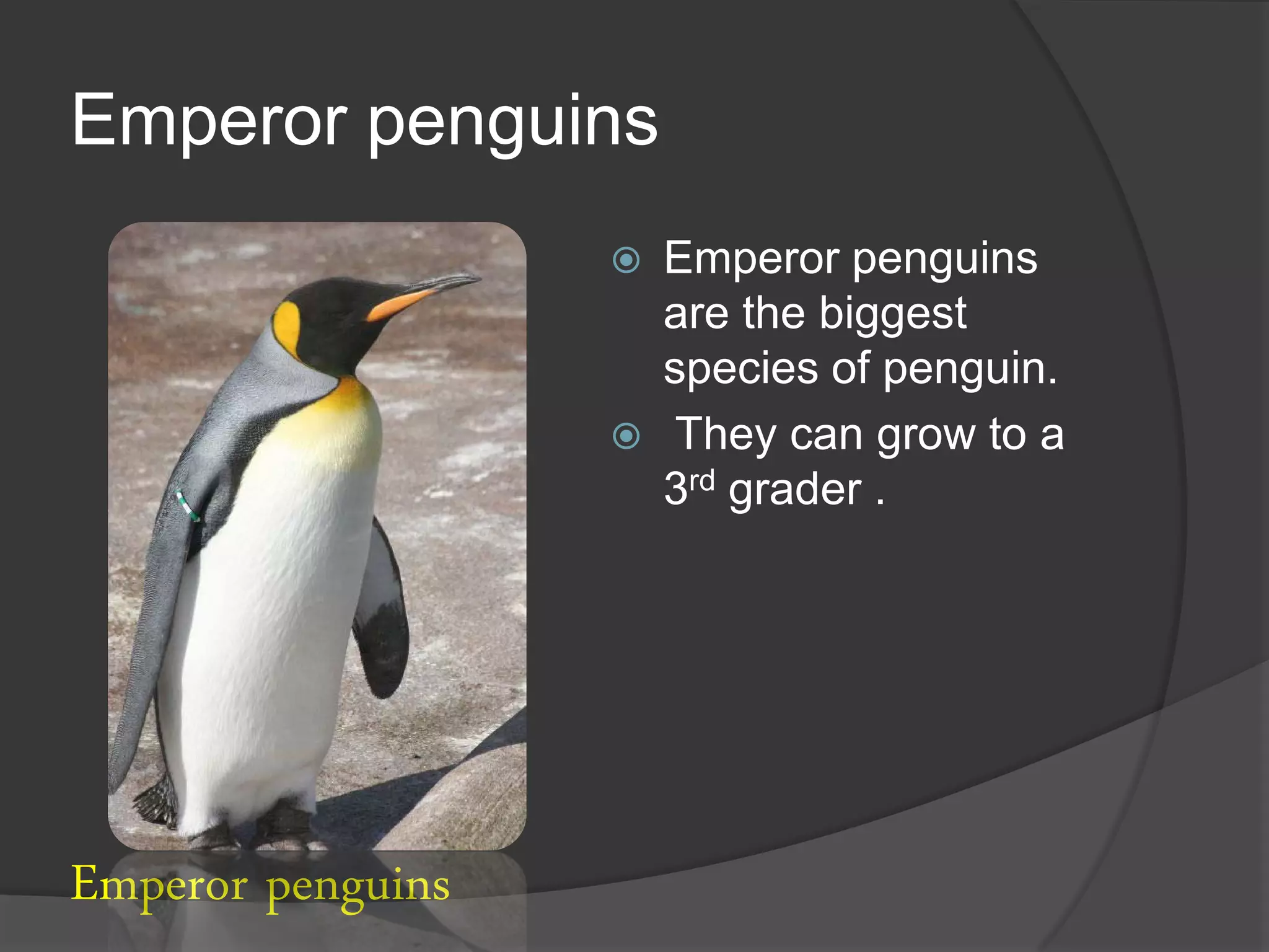 Emperor penguins
                      Emperor penguins
                       are the biggest
                       species of penguin.
                       They can grow to a
                       3rd grader .




Emperor penguins
 