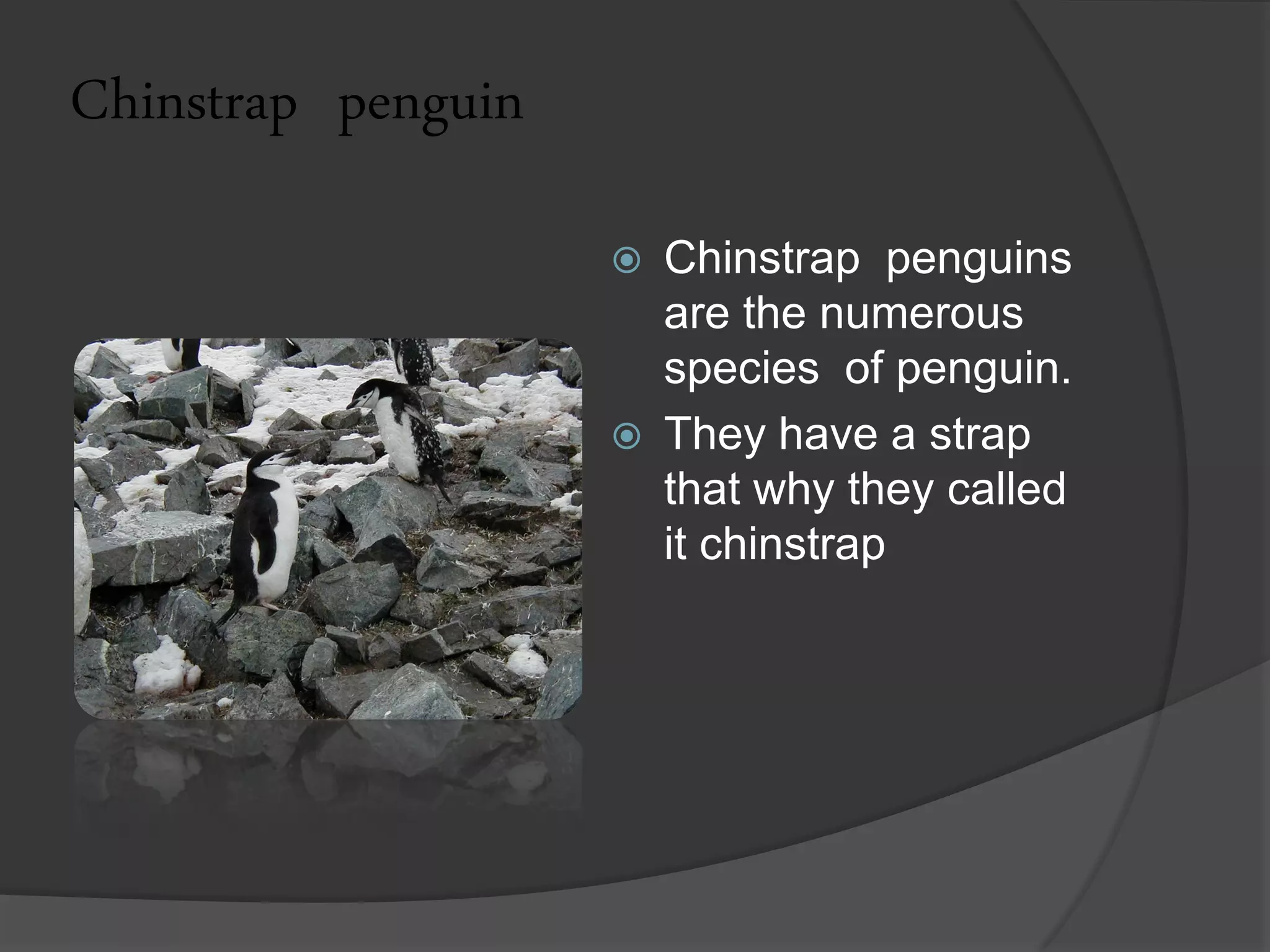 Chinstrap penguin
                       Chinstrap penguins
                        are the numerous
                        species of penguin.
                       They have a strap
                        that why they called
                        it chinstrap
 