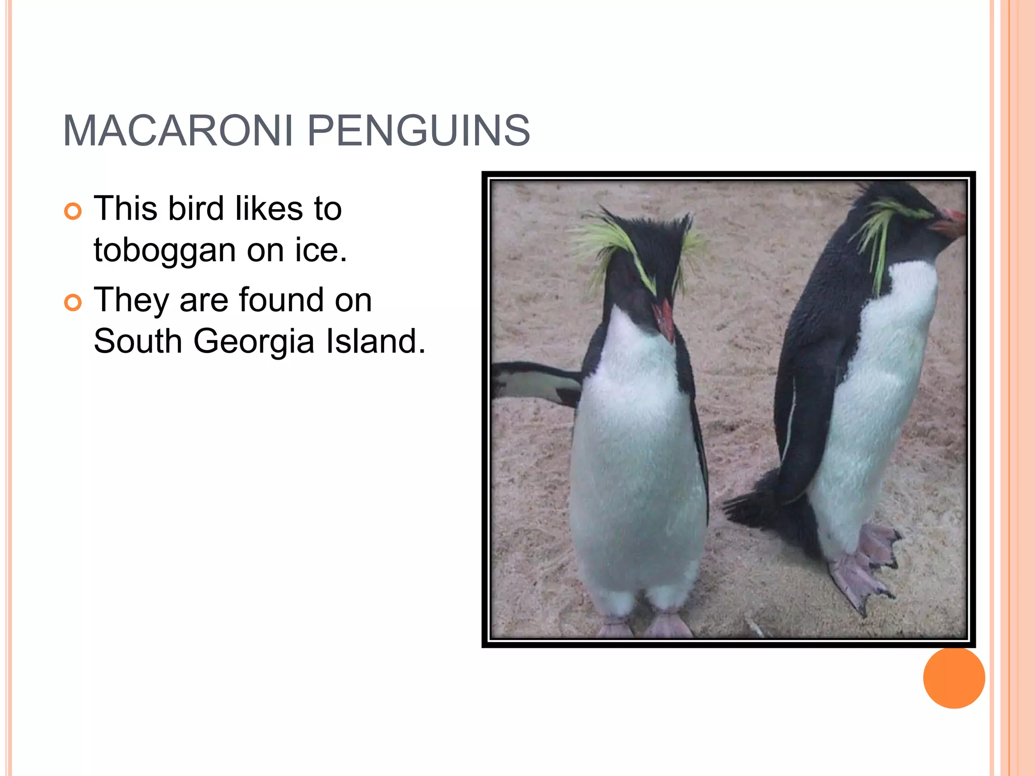 MACARONI PENGUINS
 This bird likes to
  toboggan on ice.
 They are found on
  South Georgia Island.
 
