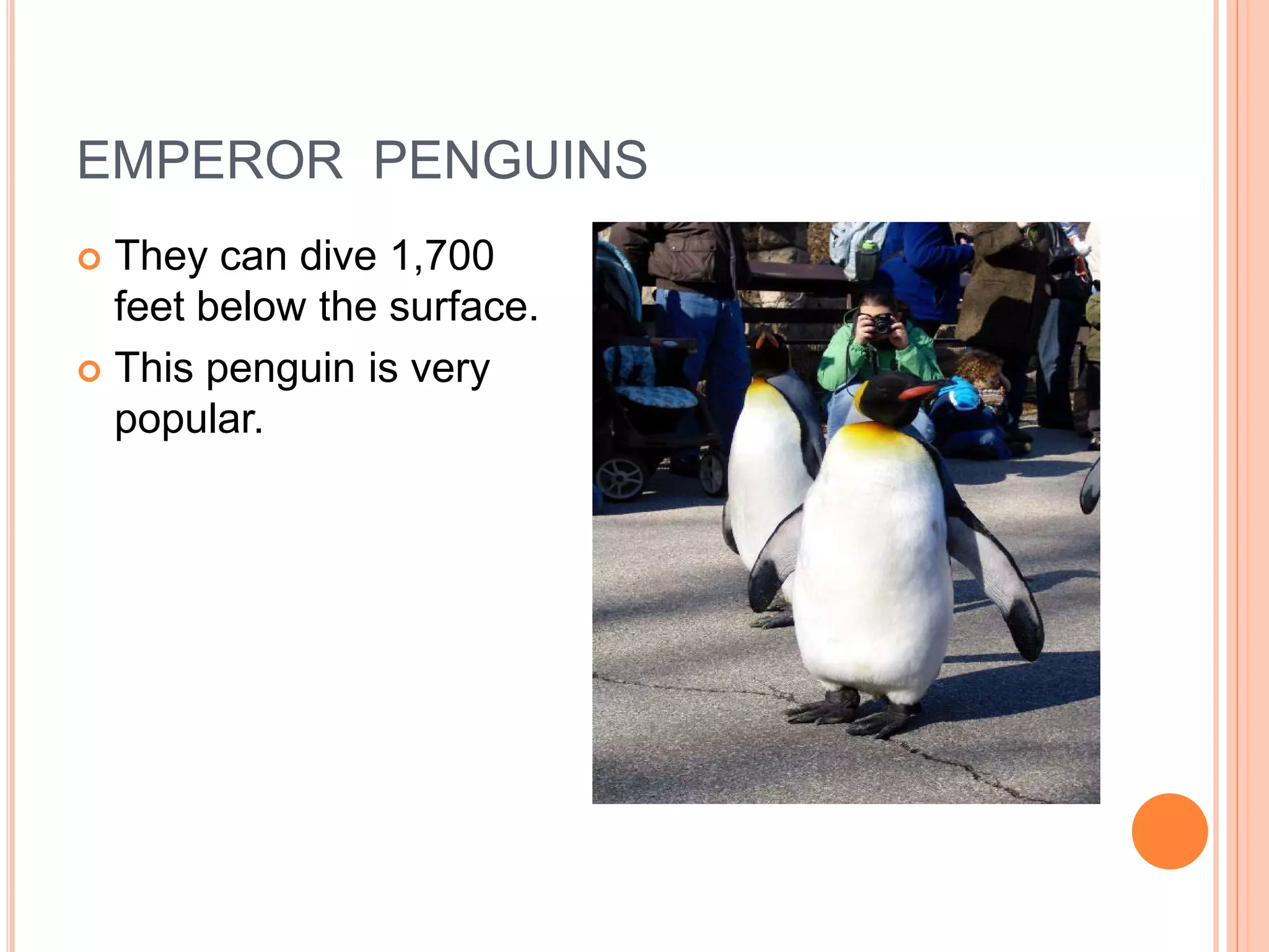 EMPEROR PENGUINS
 They can dive 1,700
  feet below the surface.
 This penguin is very
  popular.
 