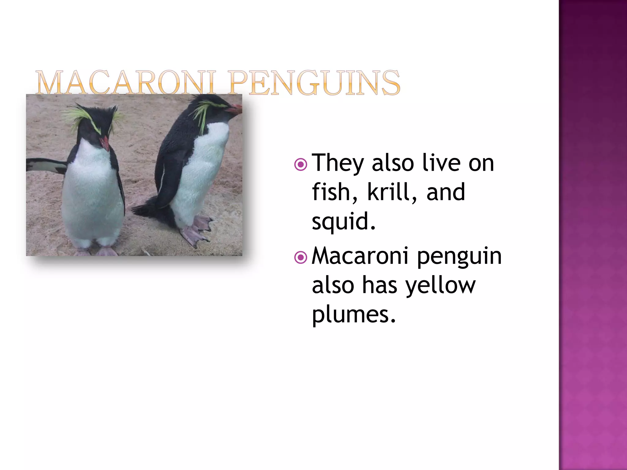  They  also live on
  fish, krill, and
  squid.
 Macaroni penguin
  also has yellow
  plumes.
 