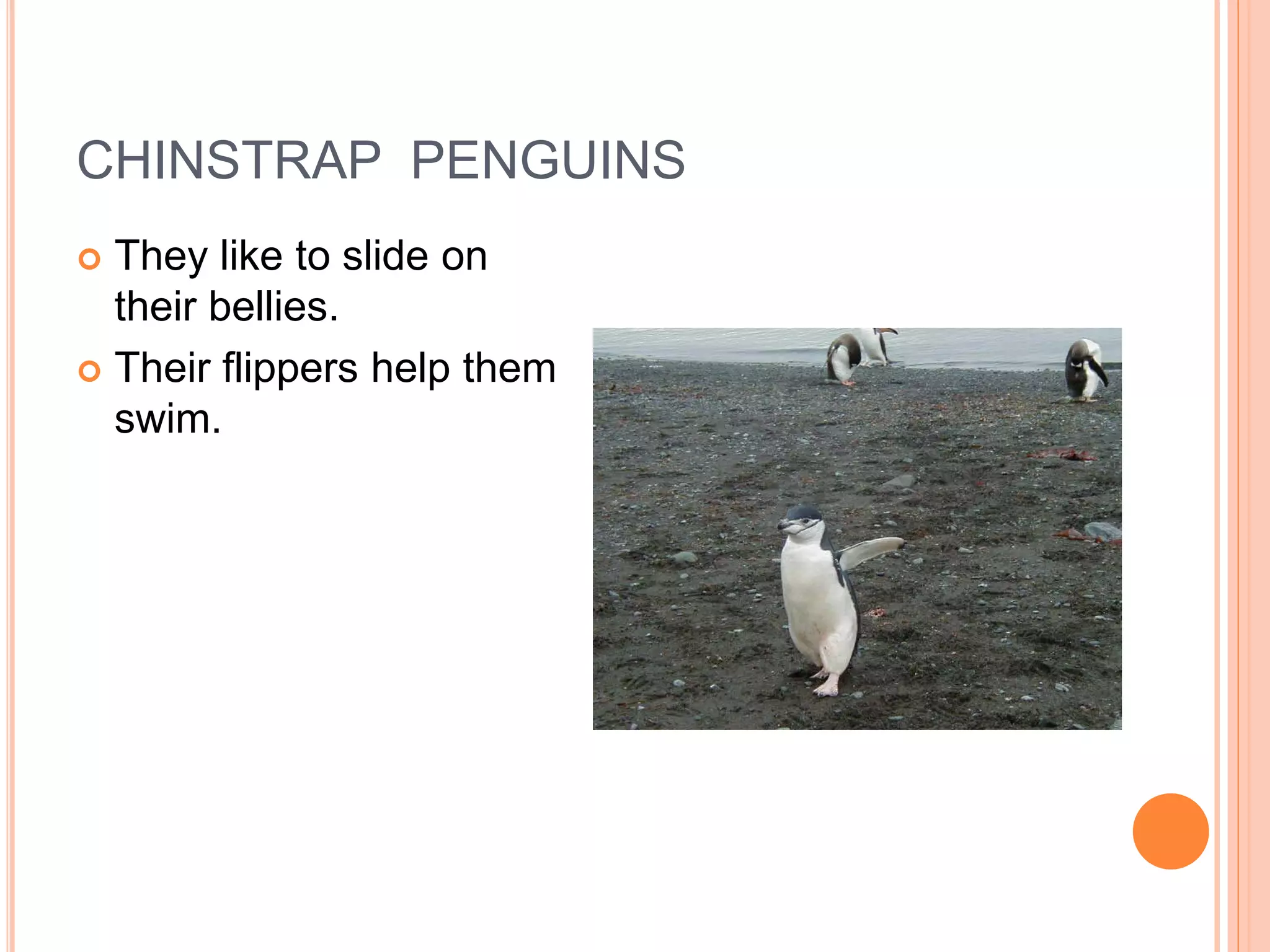 CHINSTRAP PENGUINS
 They like to slide on
  their bellies.
 Their flippers help them
  swim.
 