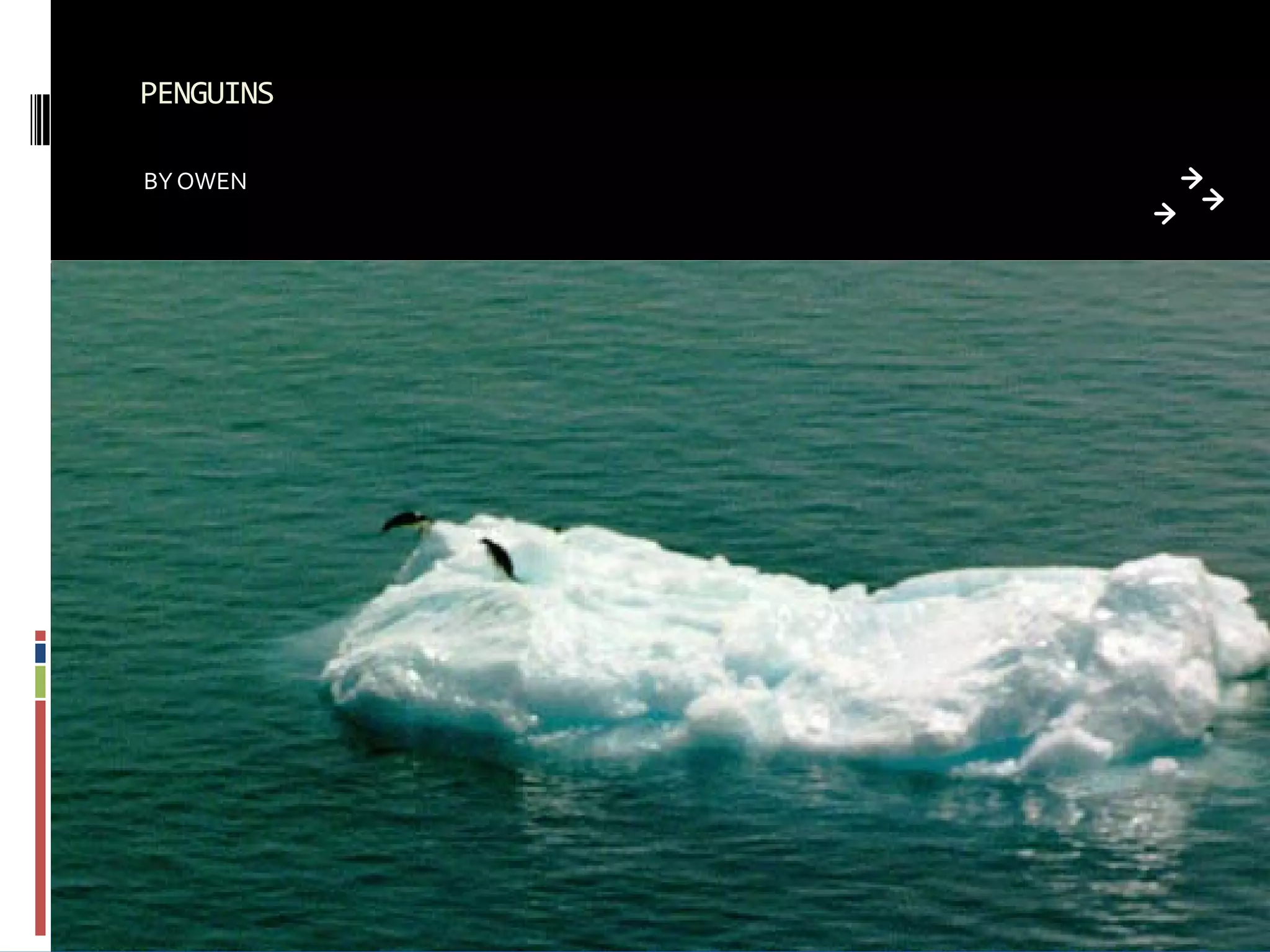 PENGUINS

BY OWEN
 