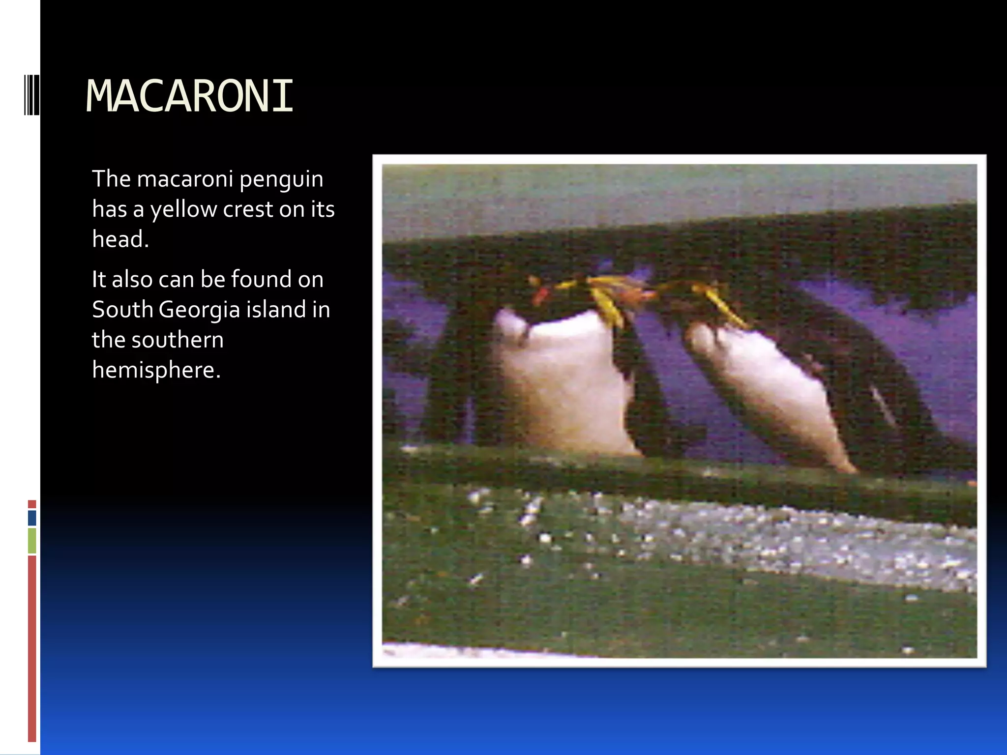 MACARONI
The macaroni penguin
has a yellow crest on its
head.
It also can be found on
South Georgia island in
the southern
hemisphere.
 