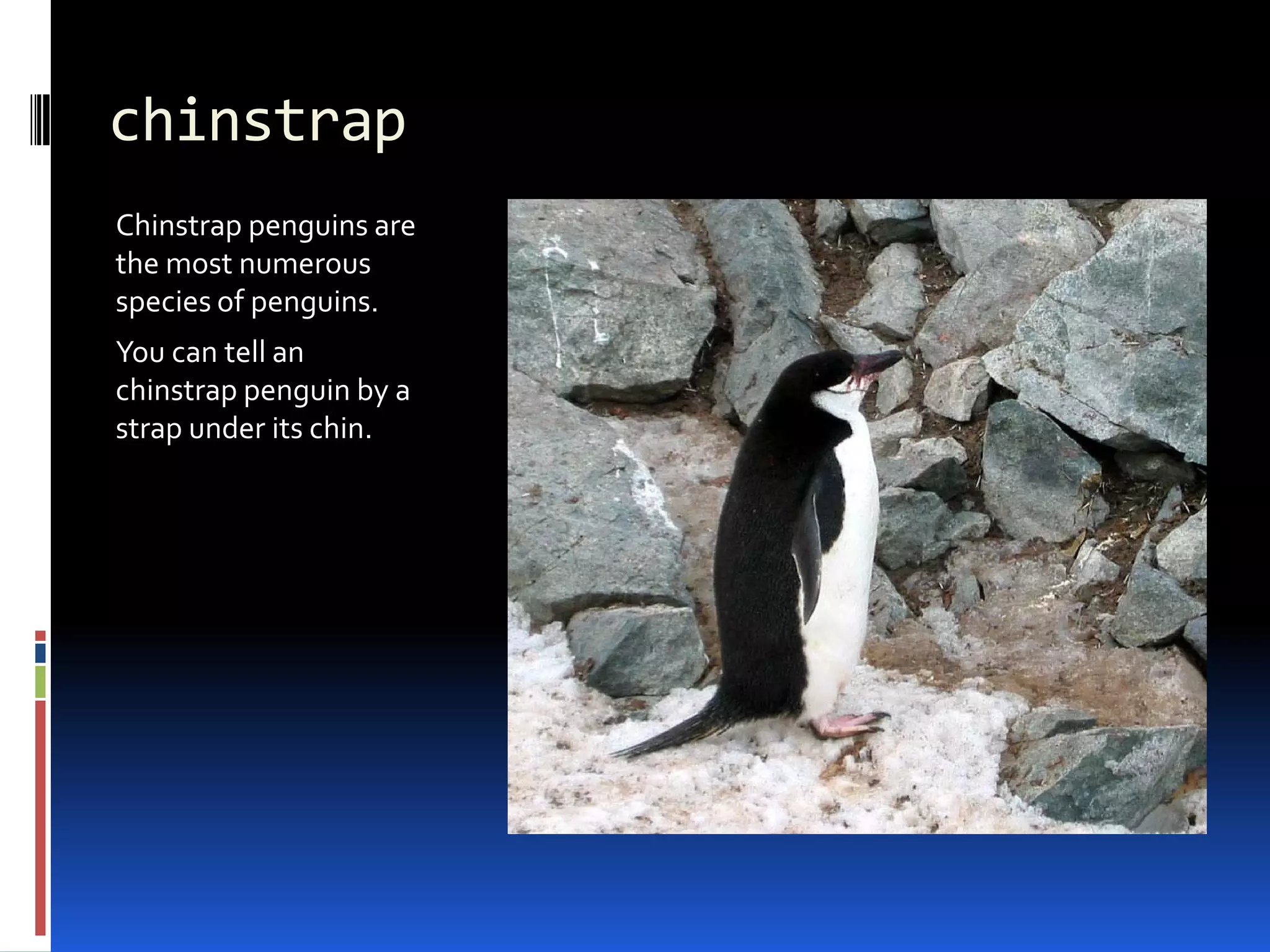 chinstrap
Chinstrap penguins are
the most numerous
species of penguins.
You can tell an
chinstrap penguin by a
strap under its chin.
 