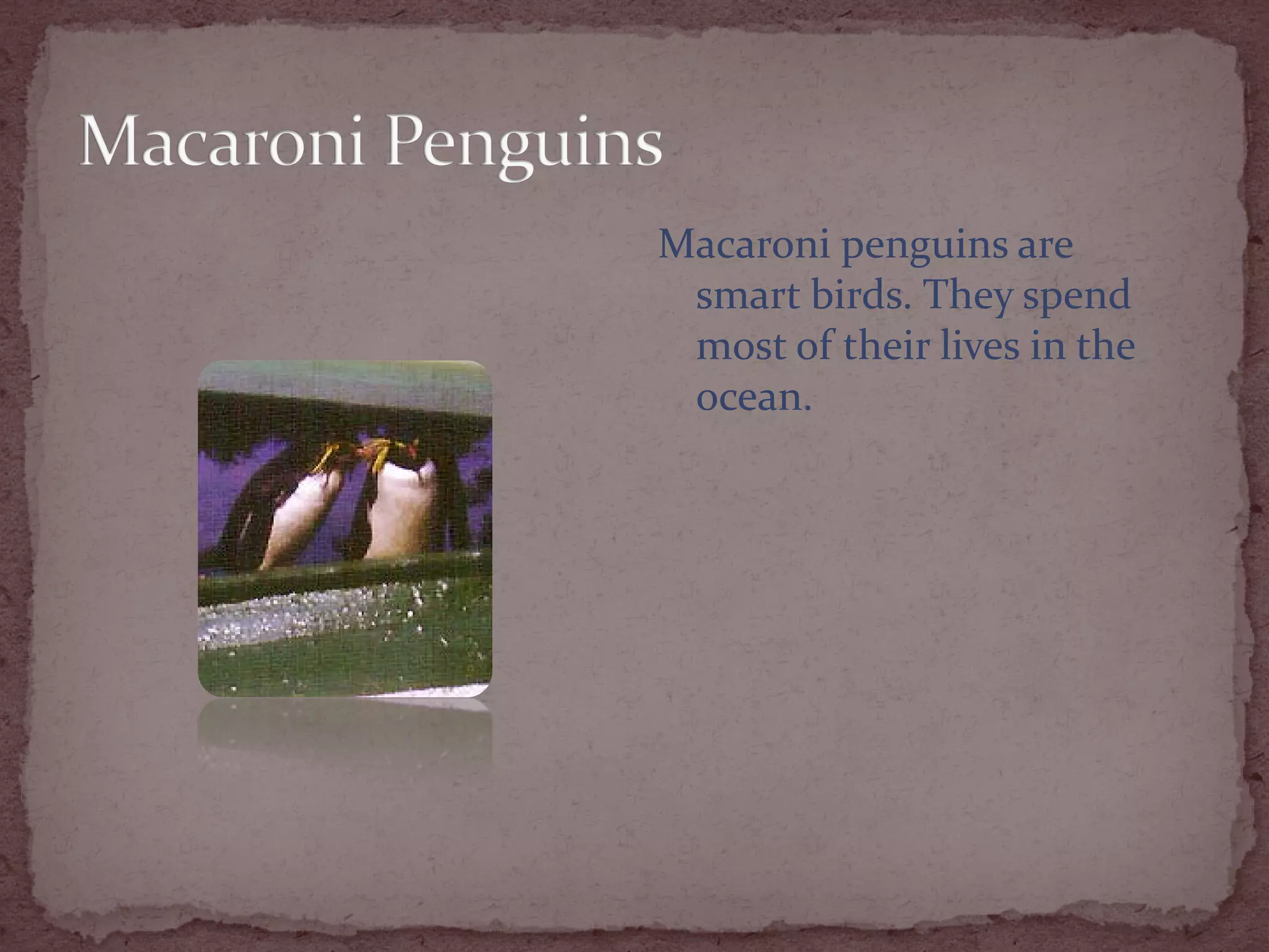 Macaroni penguins are
 smart birds. They spend
 most of their lives in the
 ocean.
 