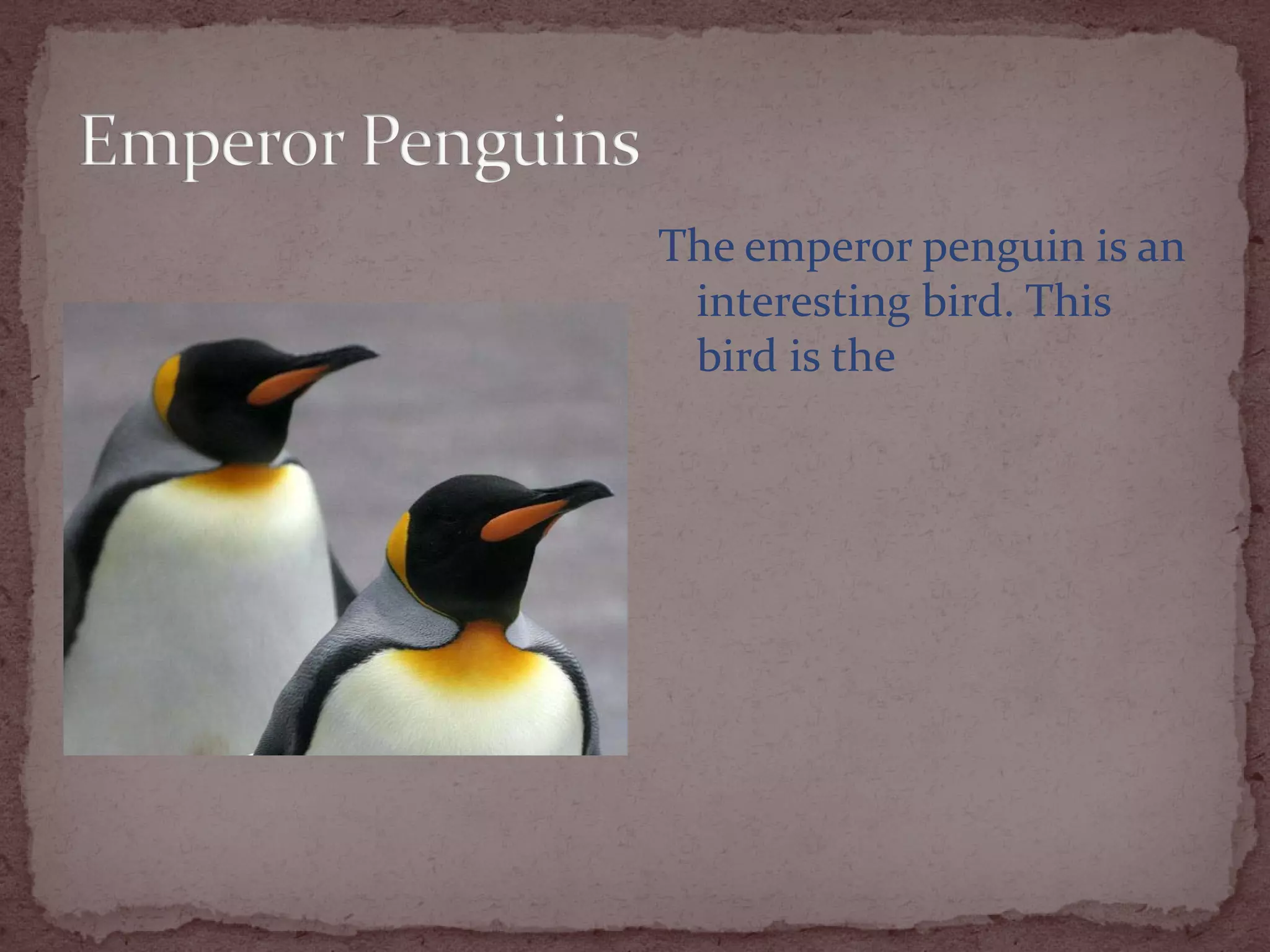 The emperor penguin is an
 interesting bird. This
 bird is the
 
